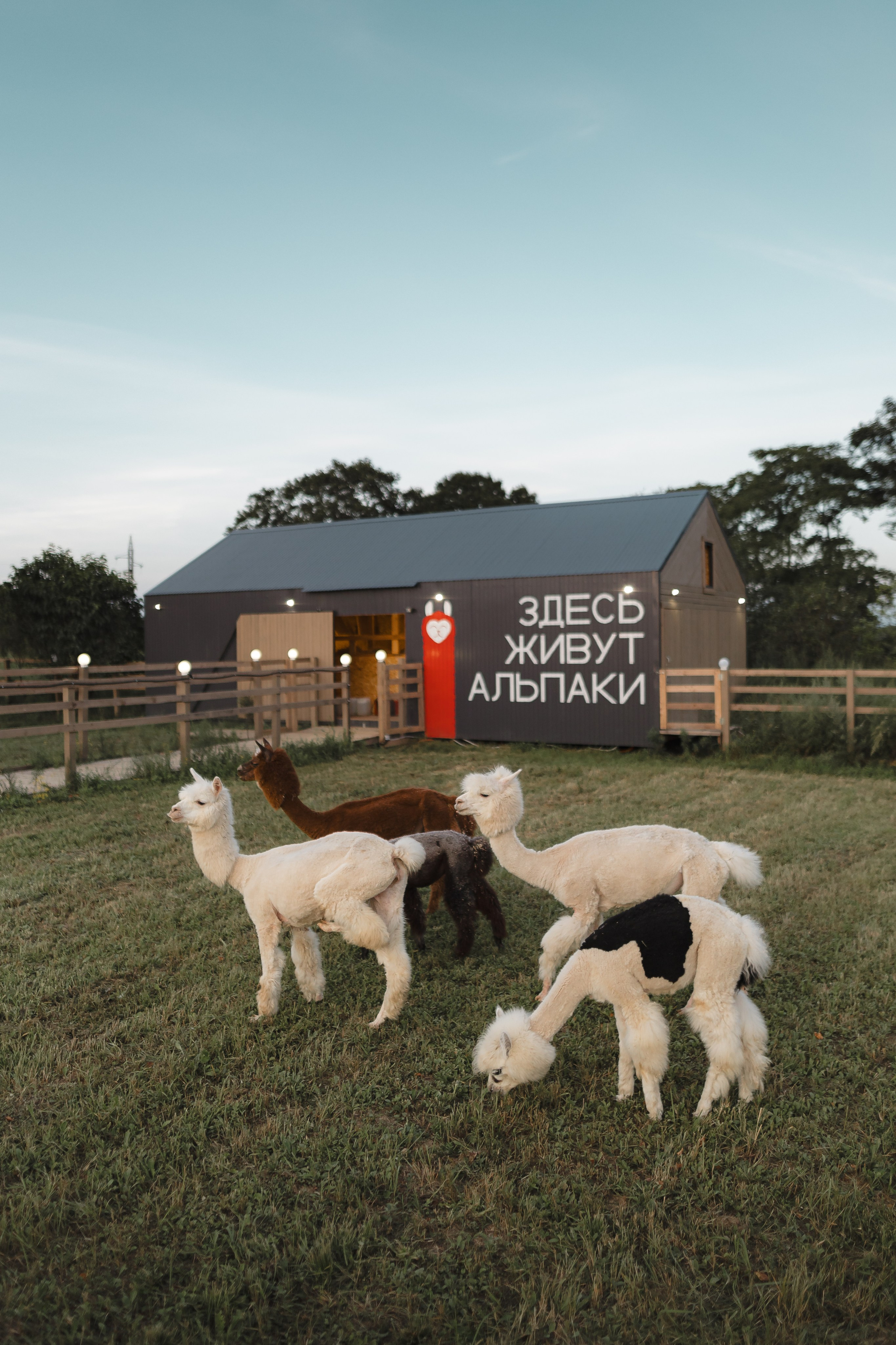Приморские Альпаки. Портретный фотограф во Владивостоке Александр Сорокин