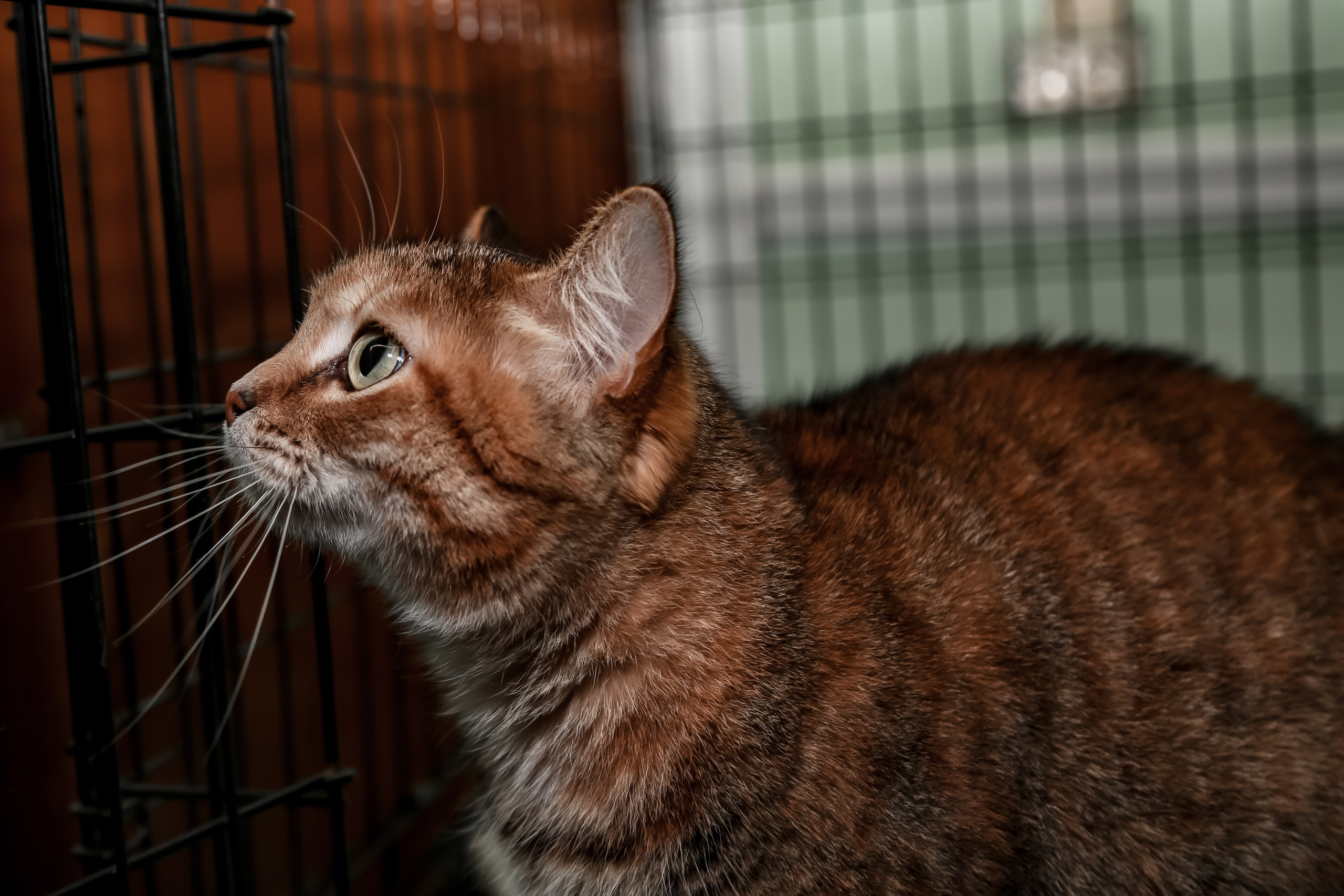 Приют Кошкин Дом Филимоша. Ваш фотограф в Оренбурге Рощупкина Екатерина