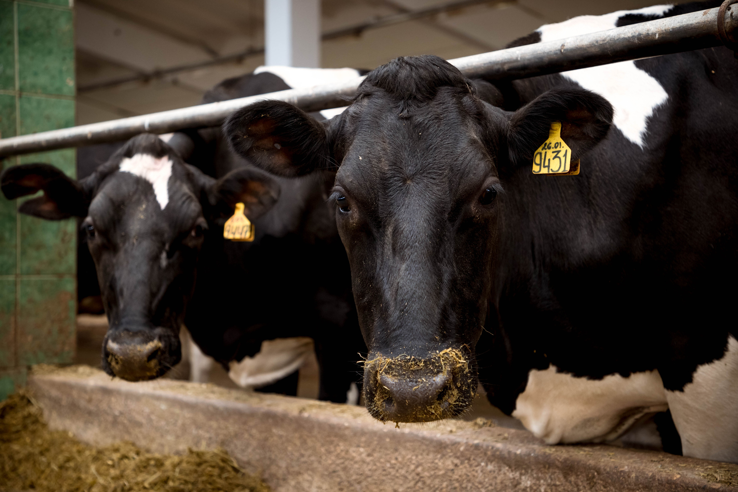 Репортаж. Белякова Кристина — репортажный и портретный фотограф в Твери