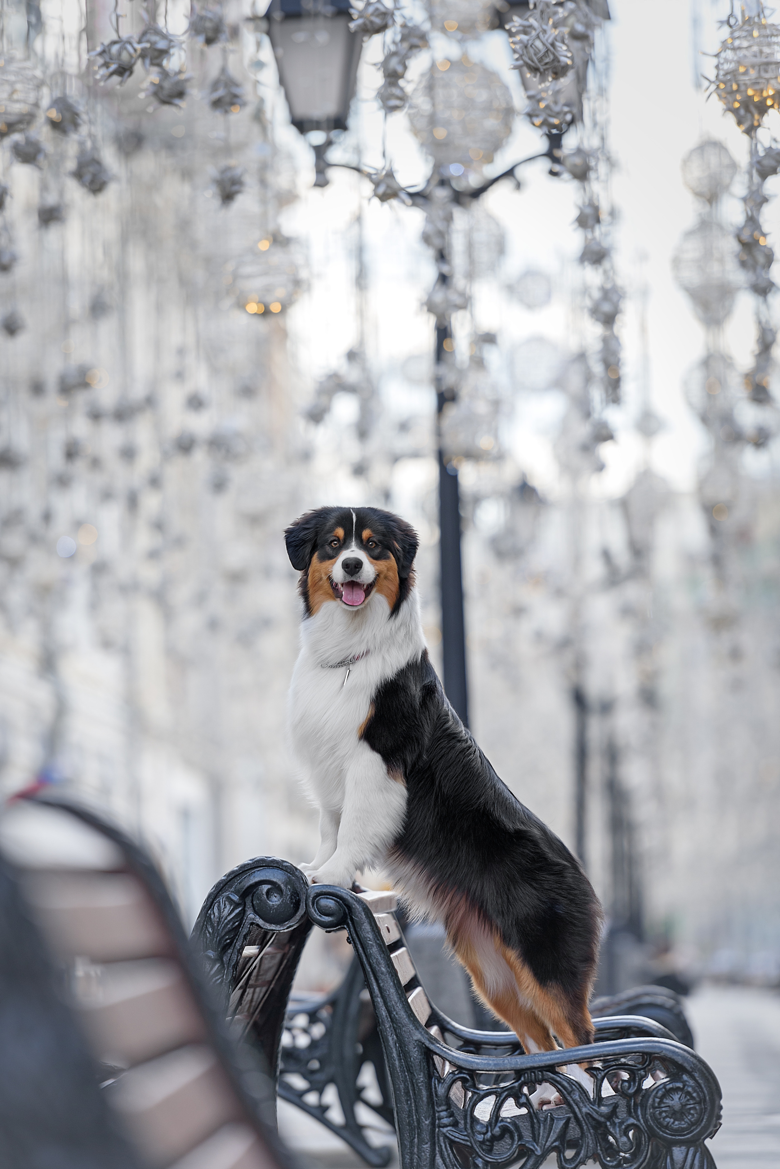 Фотограф анималист в Санкт-Петербурге Ирина Ковалева