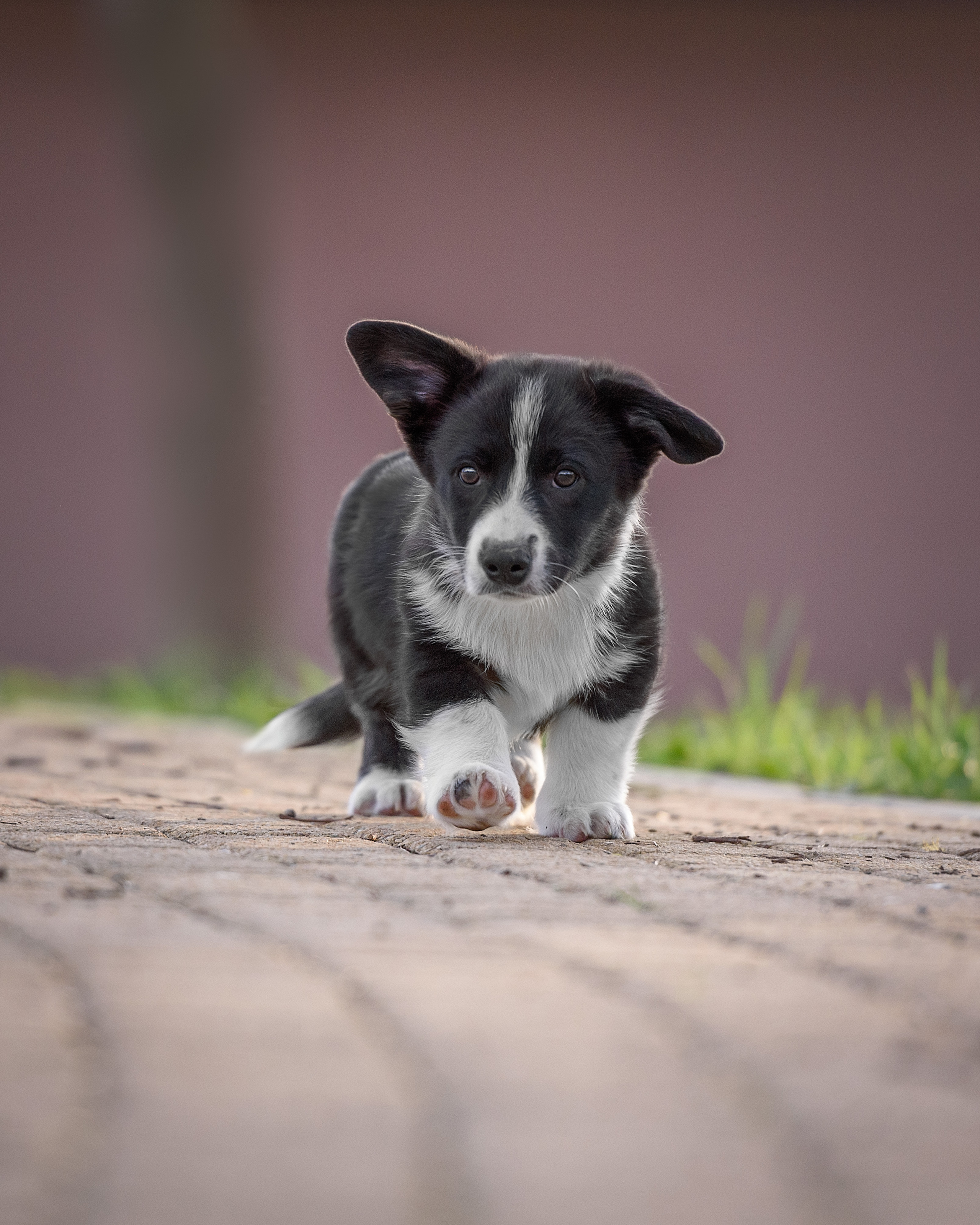Фотограф анималист в Санкт-Петербурге Ирина Ковалева