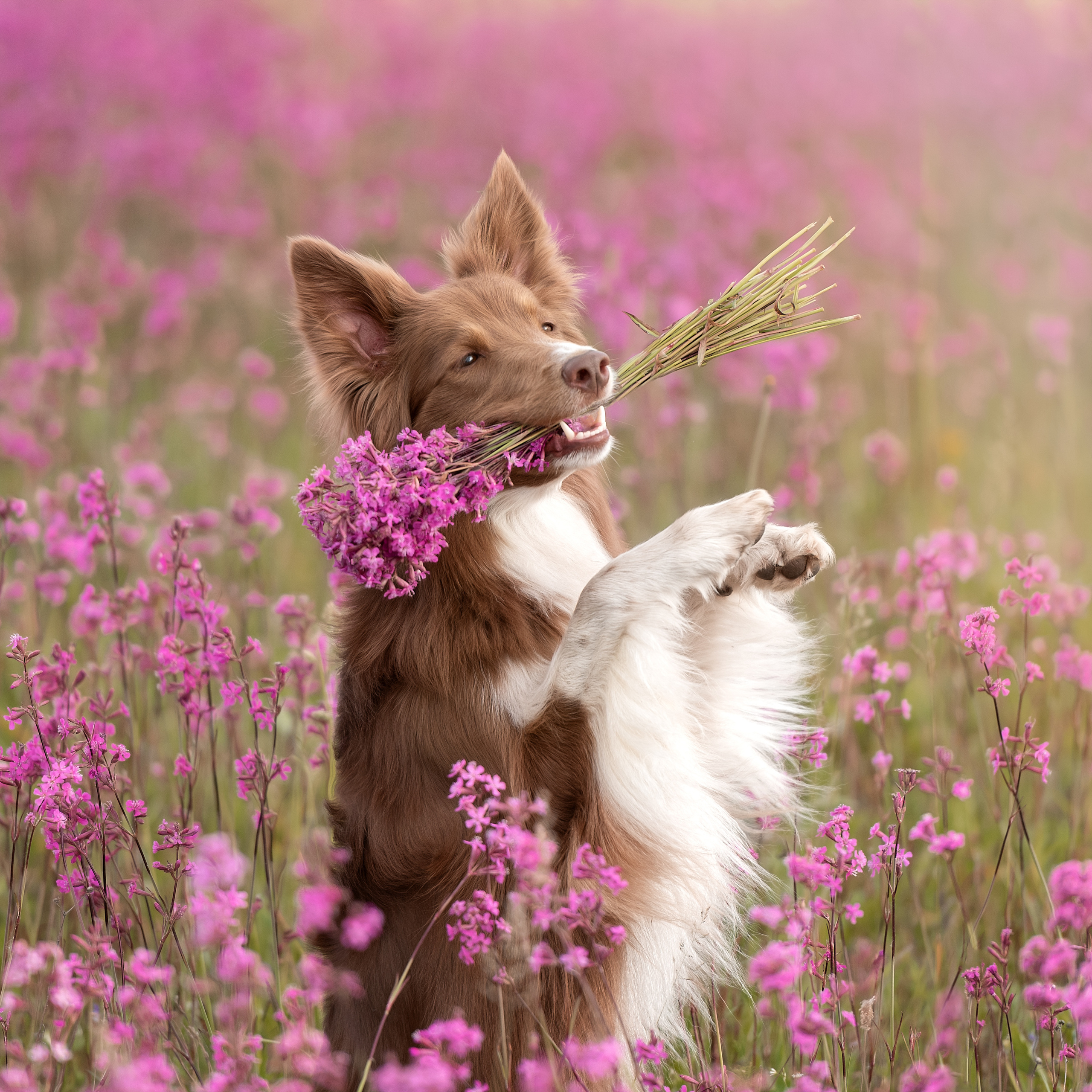 Фотограф анималист в Санкт-Петербурге Ирина Ковалева