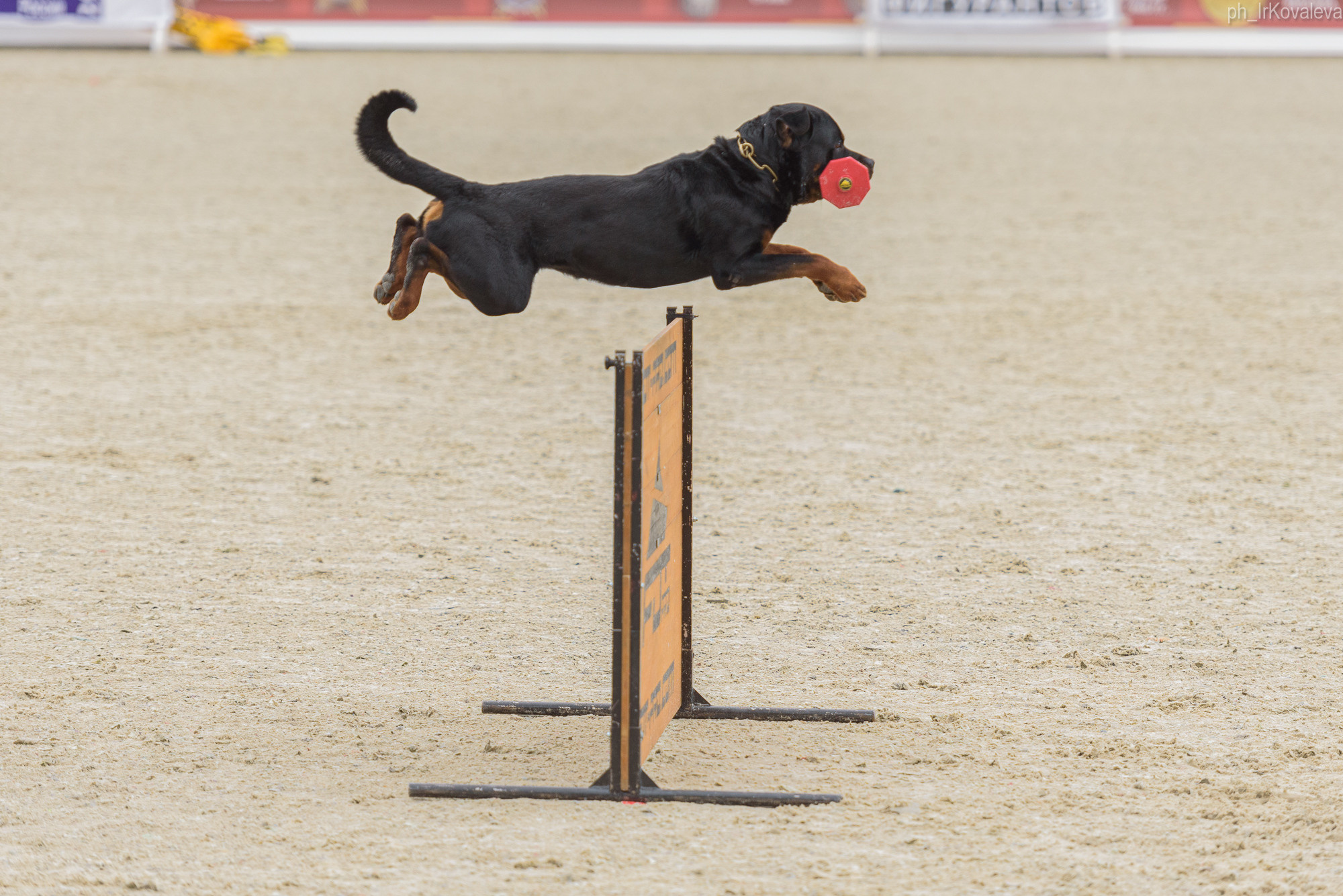 Фотограф анималист в Санкт-Петербурге Ирина Ковалева