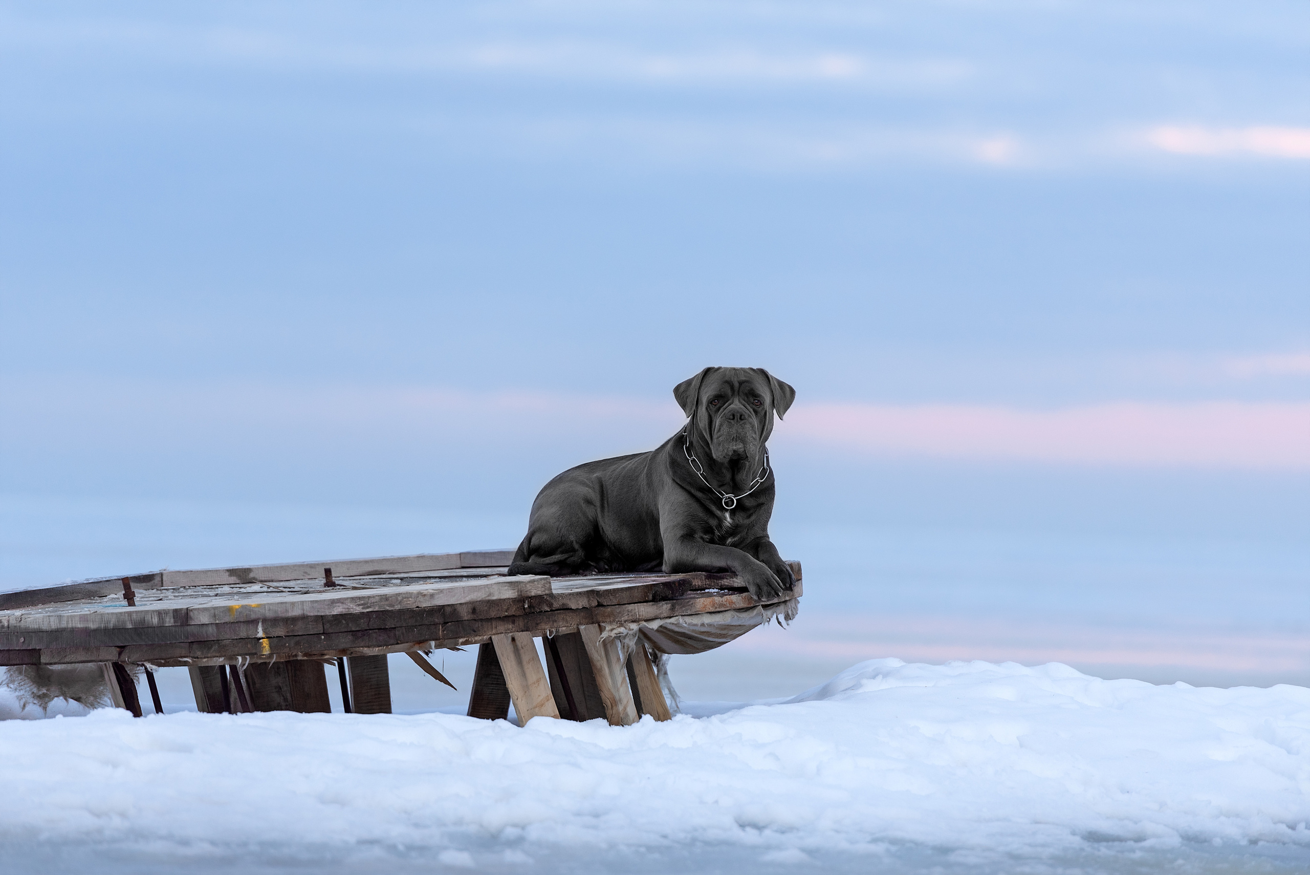 Фотограф анималист в Санкт-Петербурге Ирина Ковалева