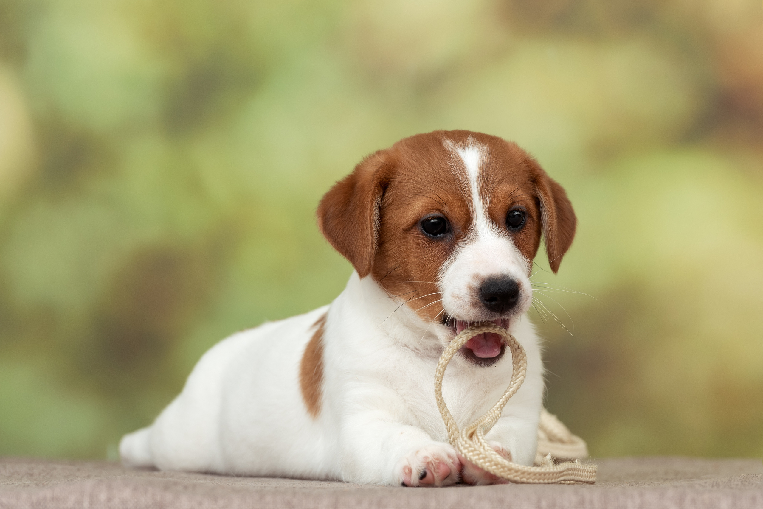 Фотограф анималист в Санкт-Петербурге Ирина Ковалева