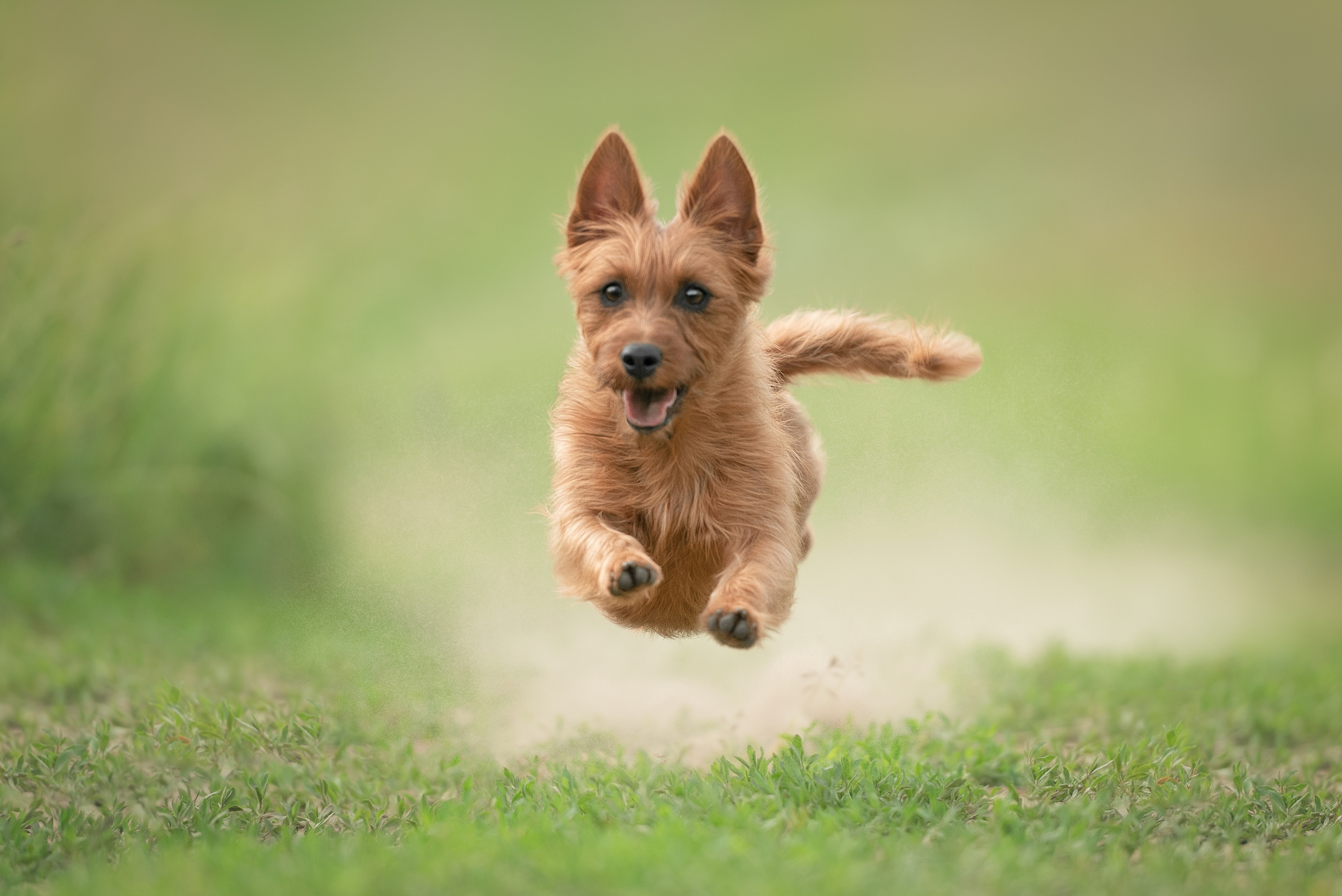 Фотограф анималист в Санкт-Петербурге Ирина Ковалева