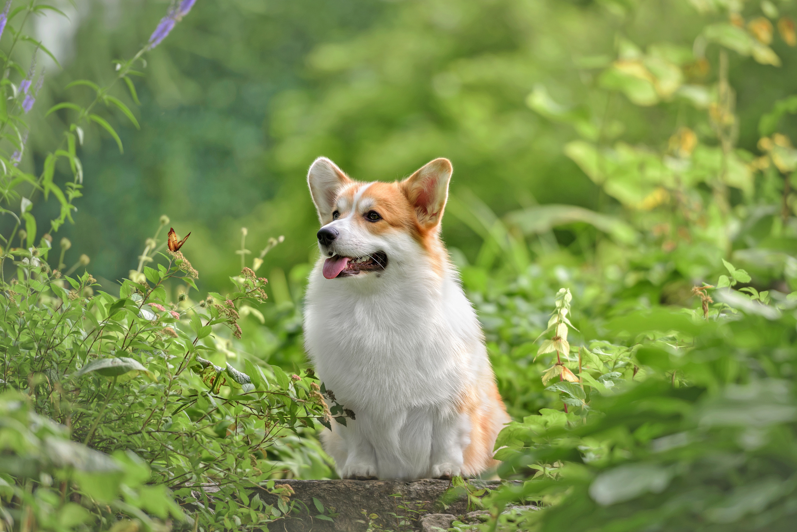 Фотограф анималист в Санкт-Петербурге Ирина Ковалева