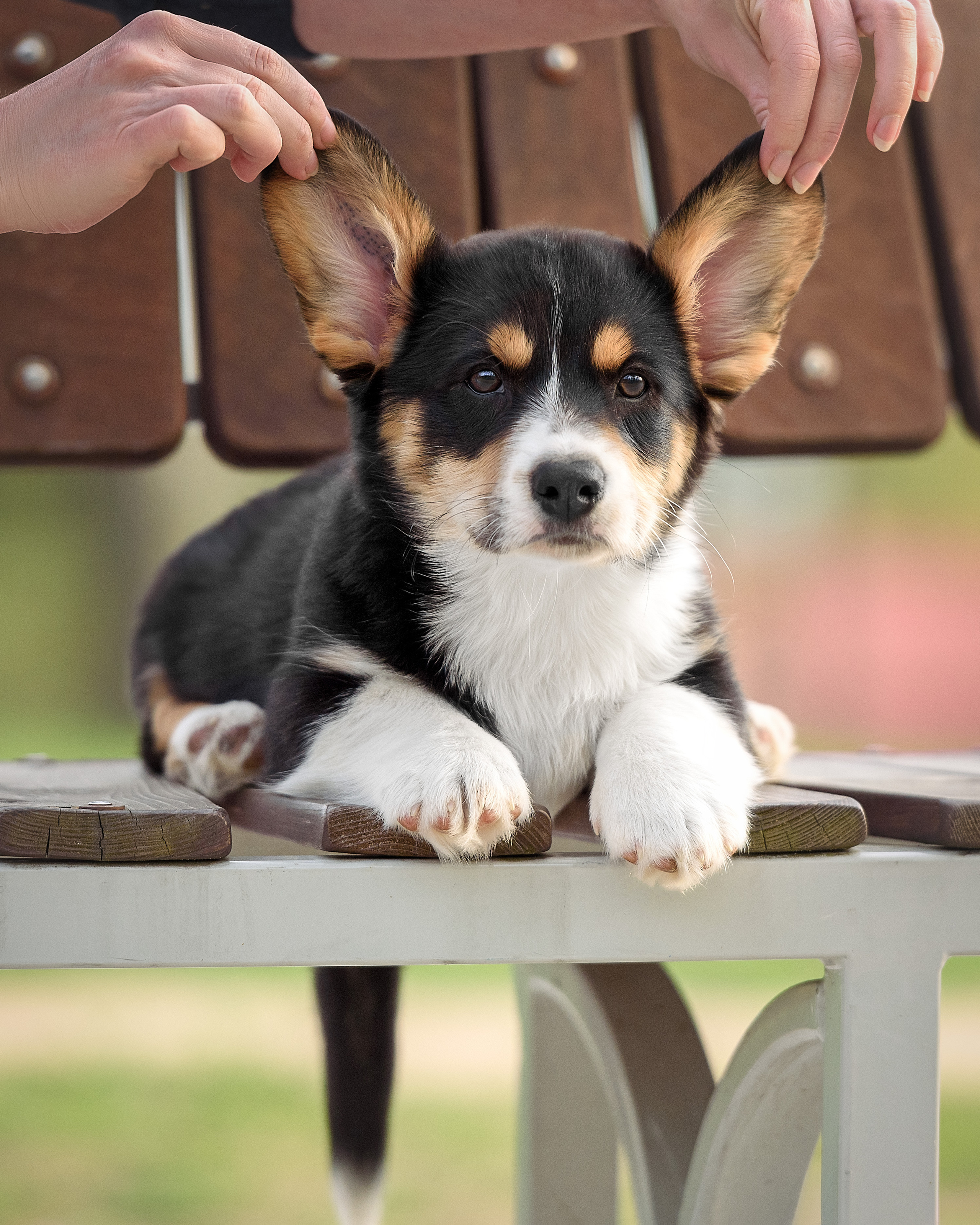 Фотограф анималист в Санкт-Петербурге Ирина Ковалева