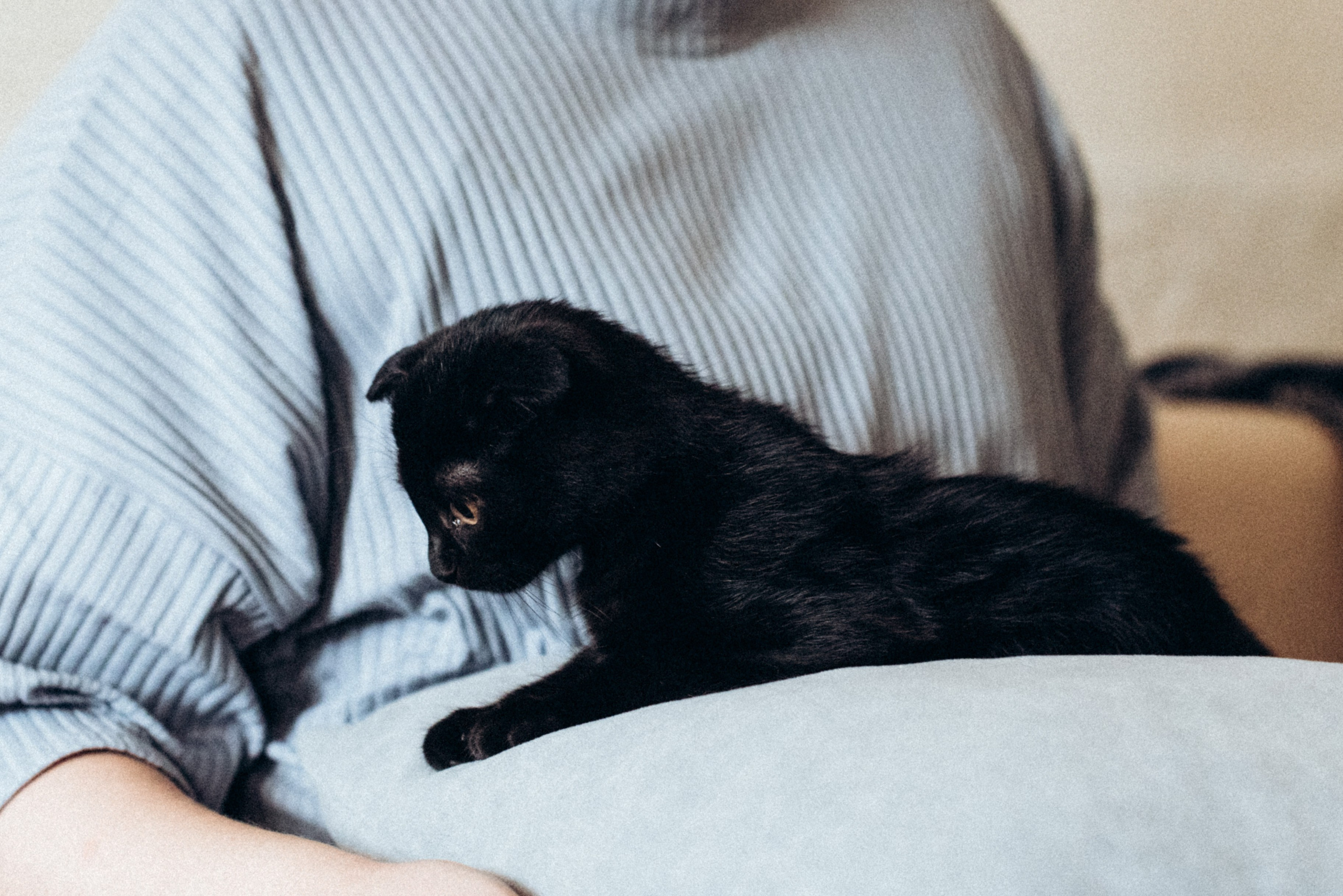 ХВОСТАТЫЕ. Дом обретенный. Детский и семейный фотограф выпускной альбом Приморско-Ахтарск