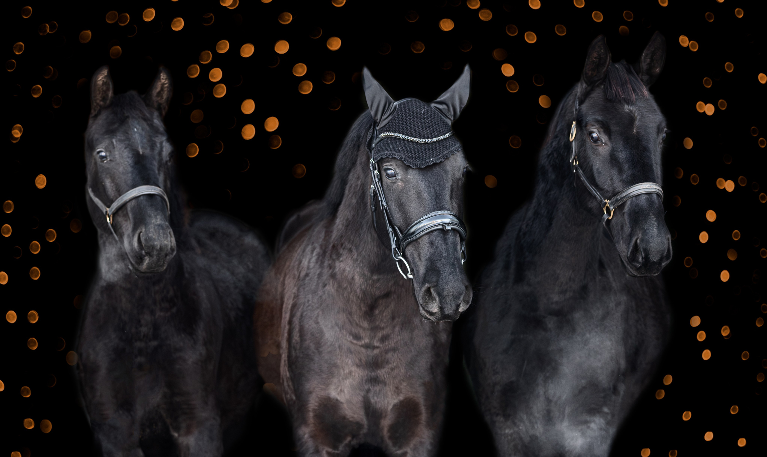 Портреты лошадей. Главная