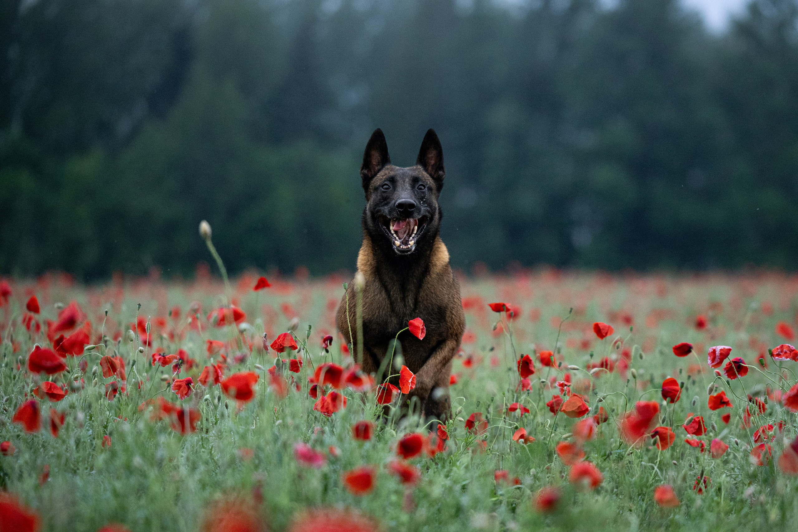 Маковое поле. Фотограф-анималист Анна Маринич