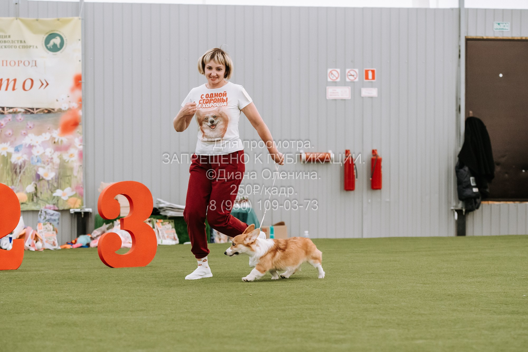 Выставка собак Красноярск 2.06. Фотограф Диана Оленина Красноярск / Братск