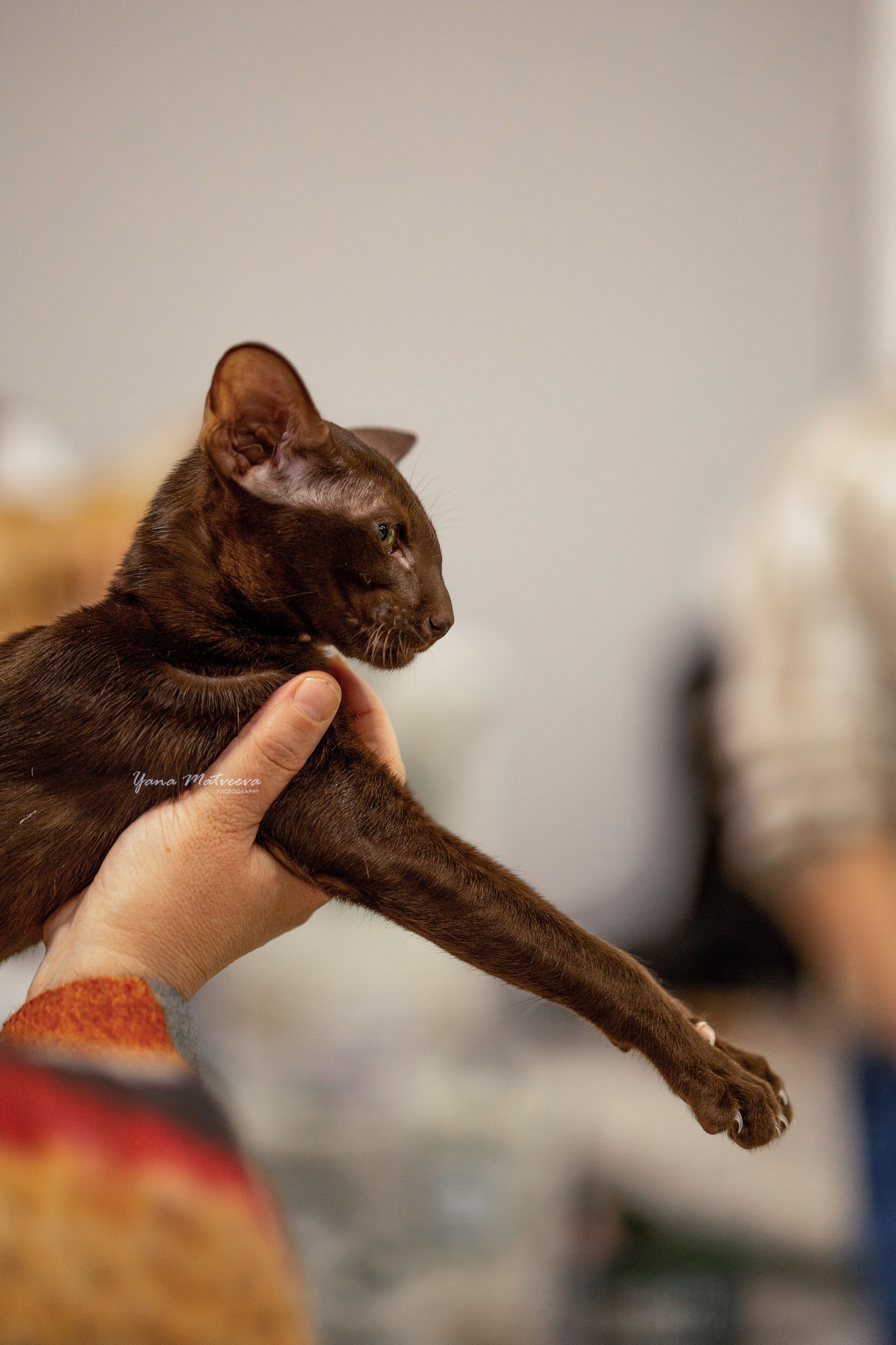 Кошки. Фотограф Яна Матвеева в Ижевске
