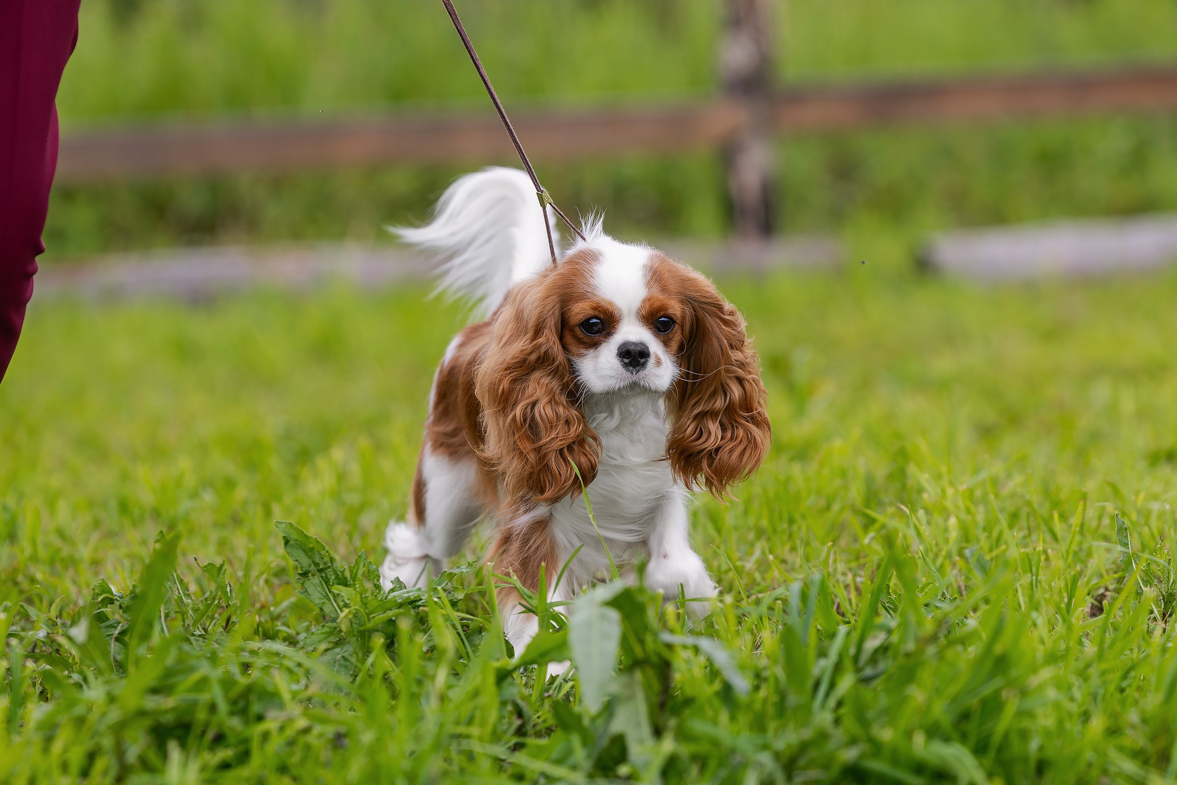 28 июня 2025, Выставка РКФ, г. Кунгур. Htykk_photo