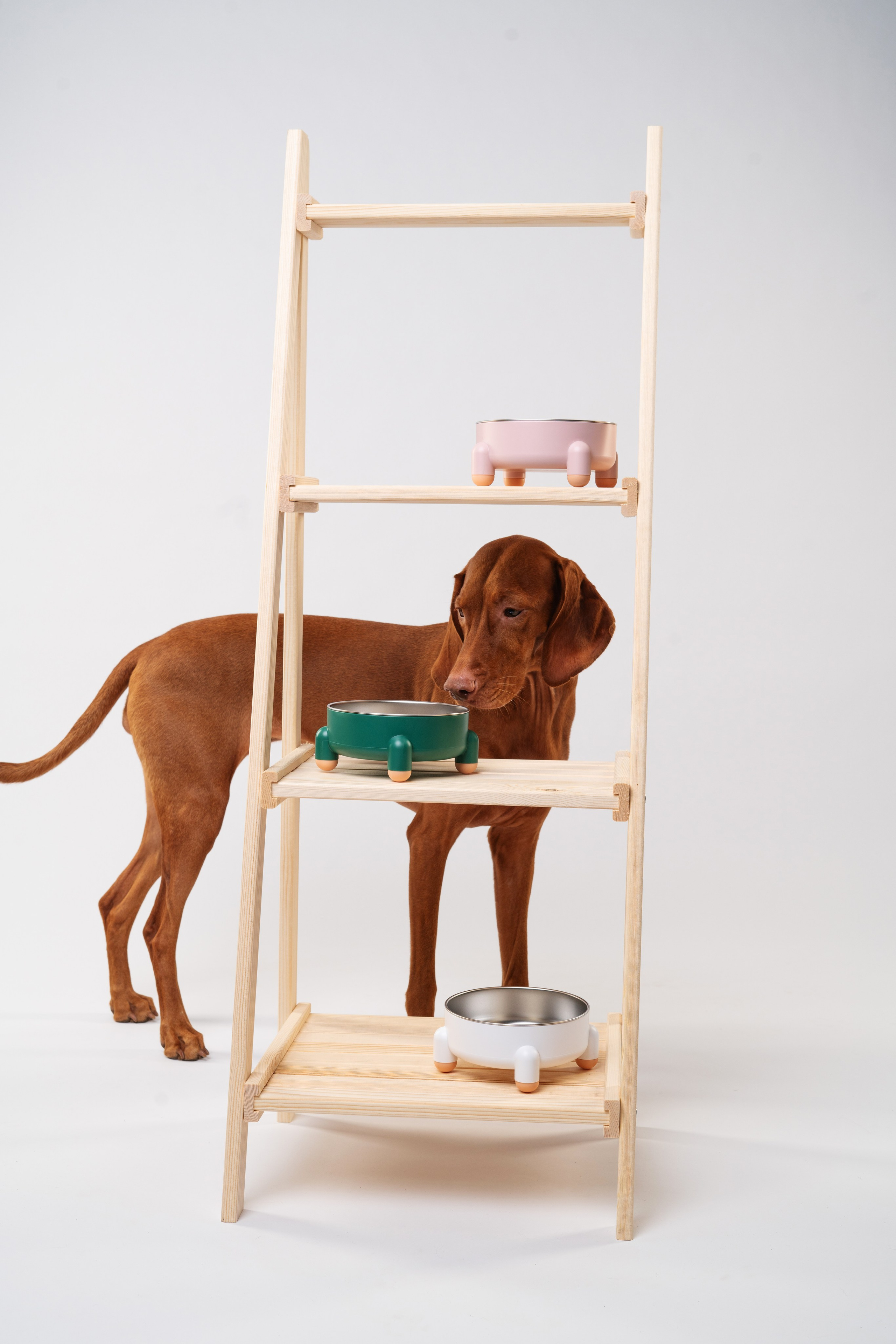 Миски. Фотограф анималист Осипчикова Мария