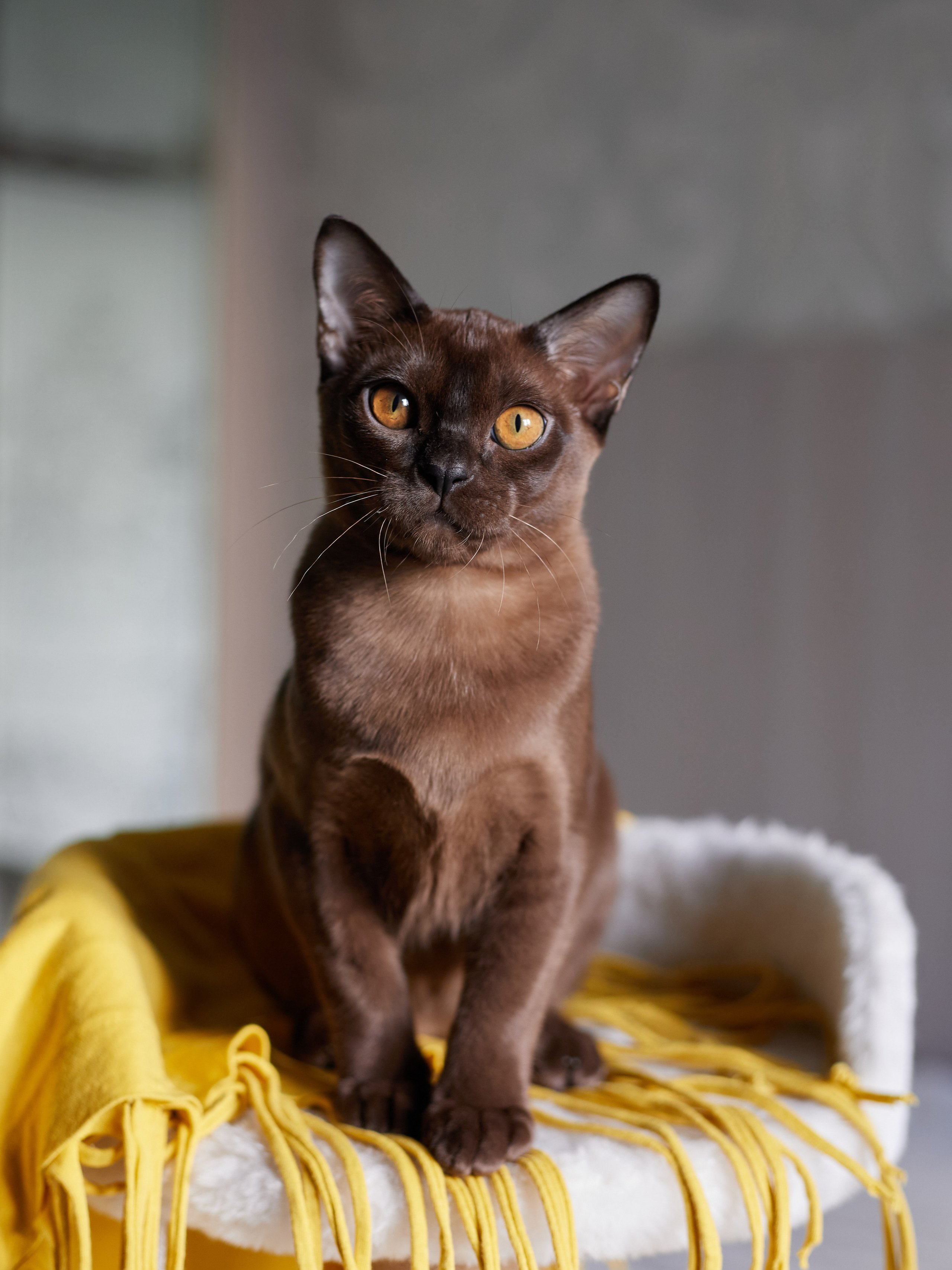 Jerry (Новый Уренгой). Питомник «Bouncy Life»