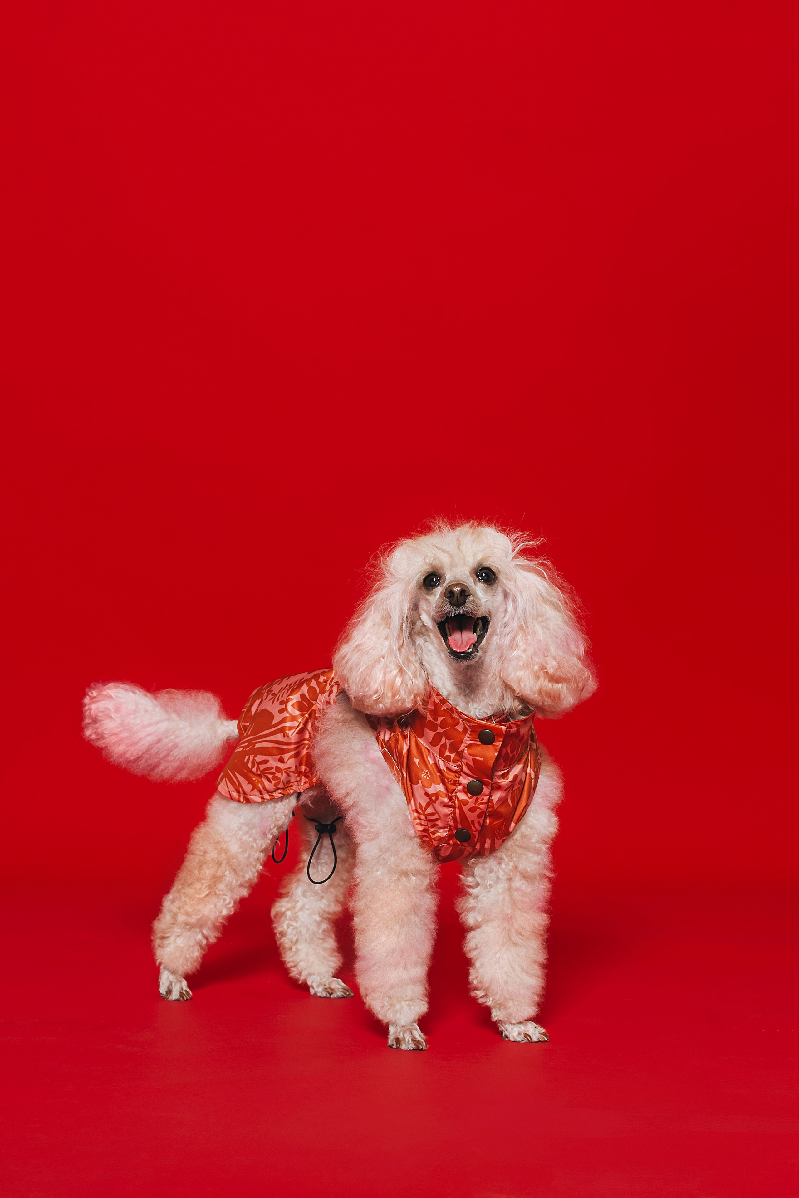 Съемка для бренда TEDDYBOY. Фотограф-анималист Татьяна Степанова