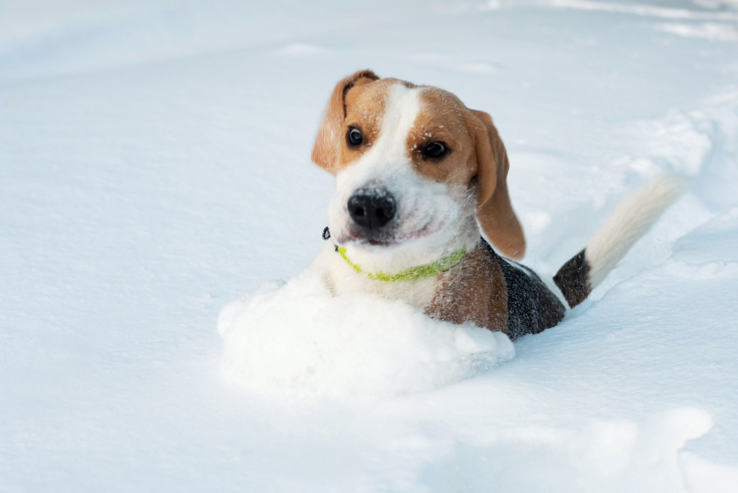 Миша, Настя и Раф прогулка зимой. Семейный и детский фотограф Оля в Тюмени