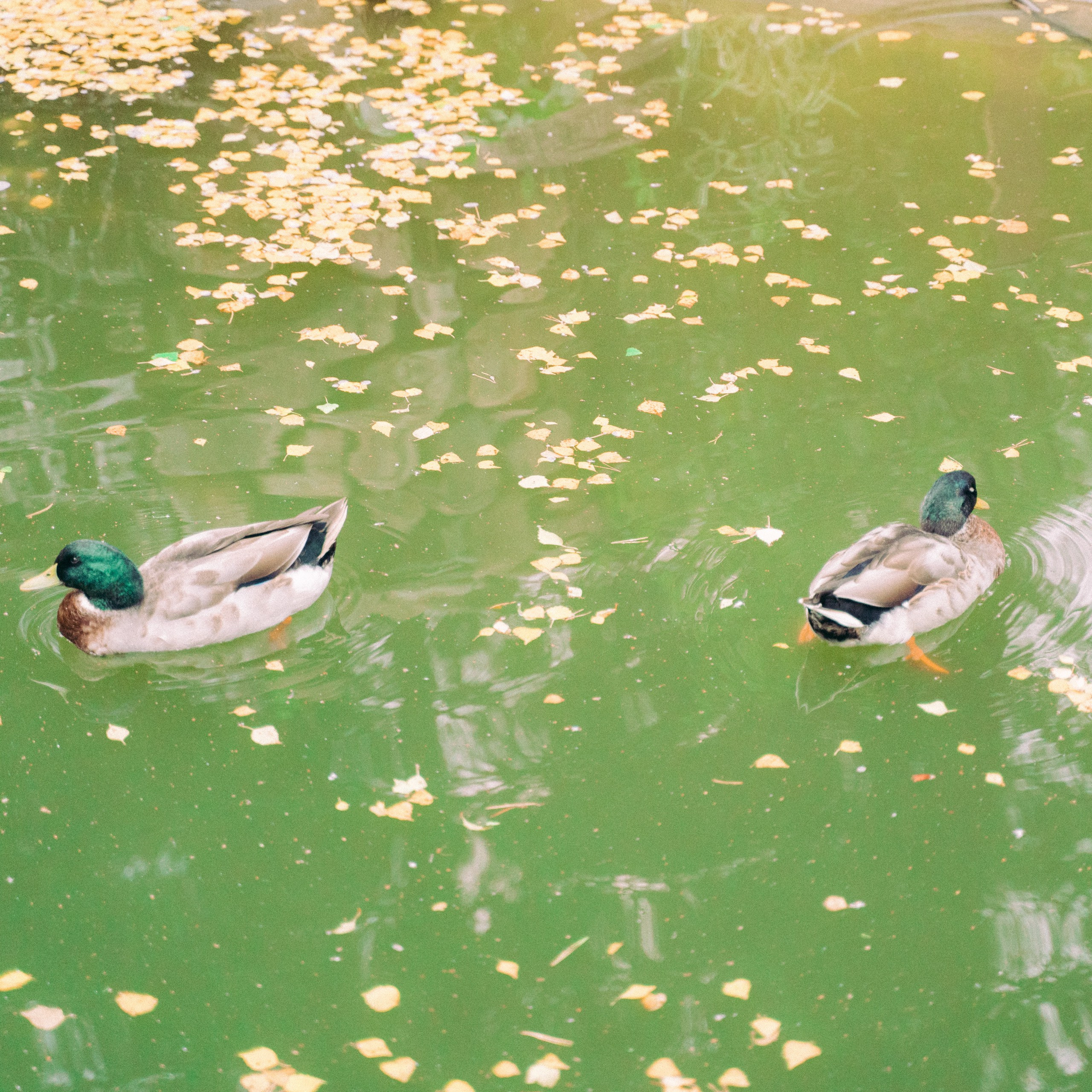 Bunny, bambi and ducks. Фотограф Серафим Крюков