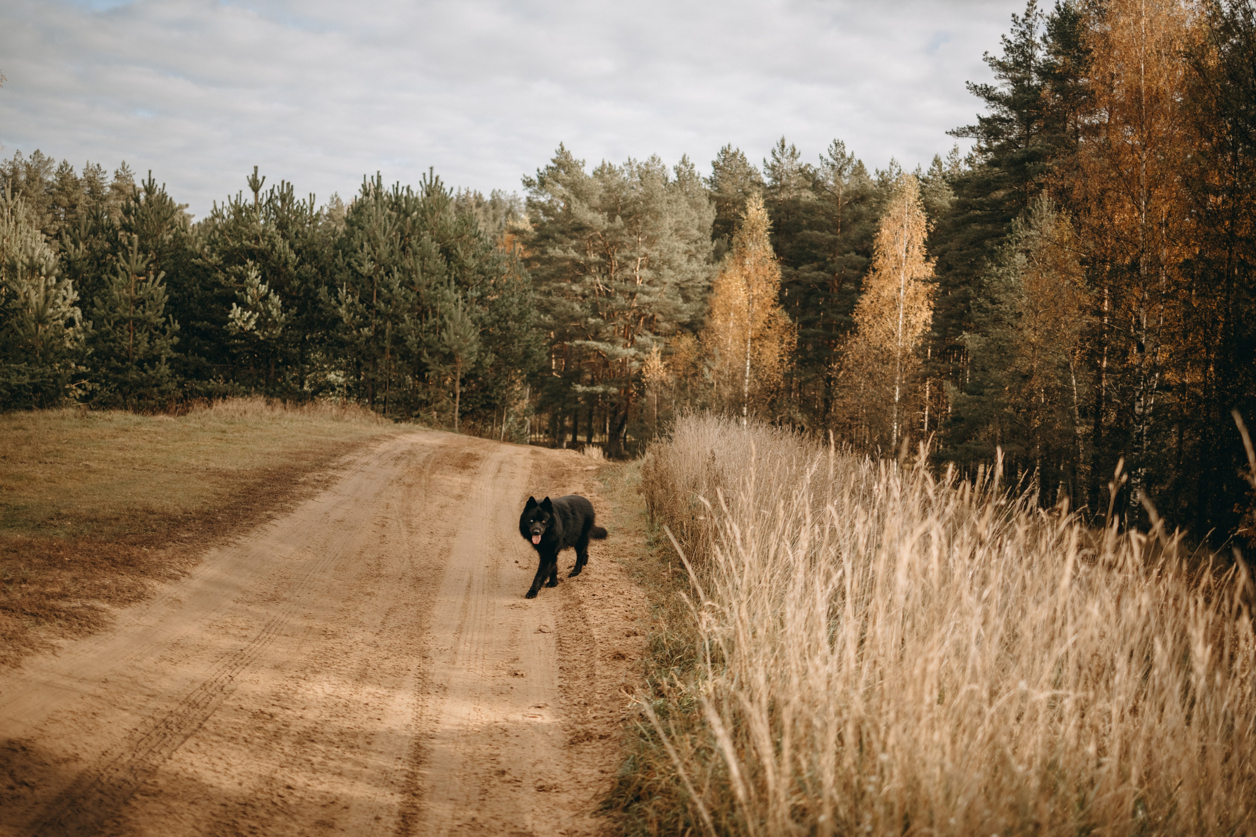 Лора и Джанго. Фотограф — Анималист | Санкт-Петербург