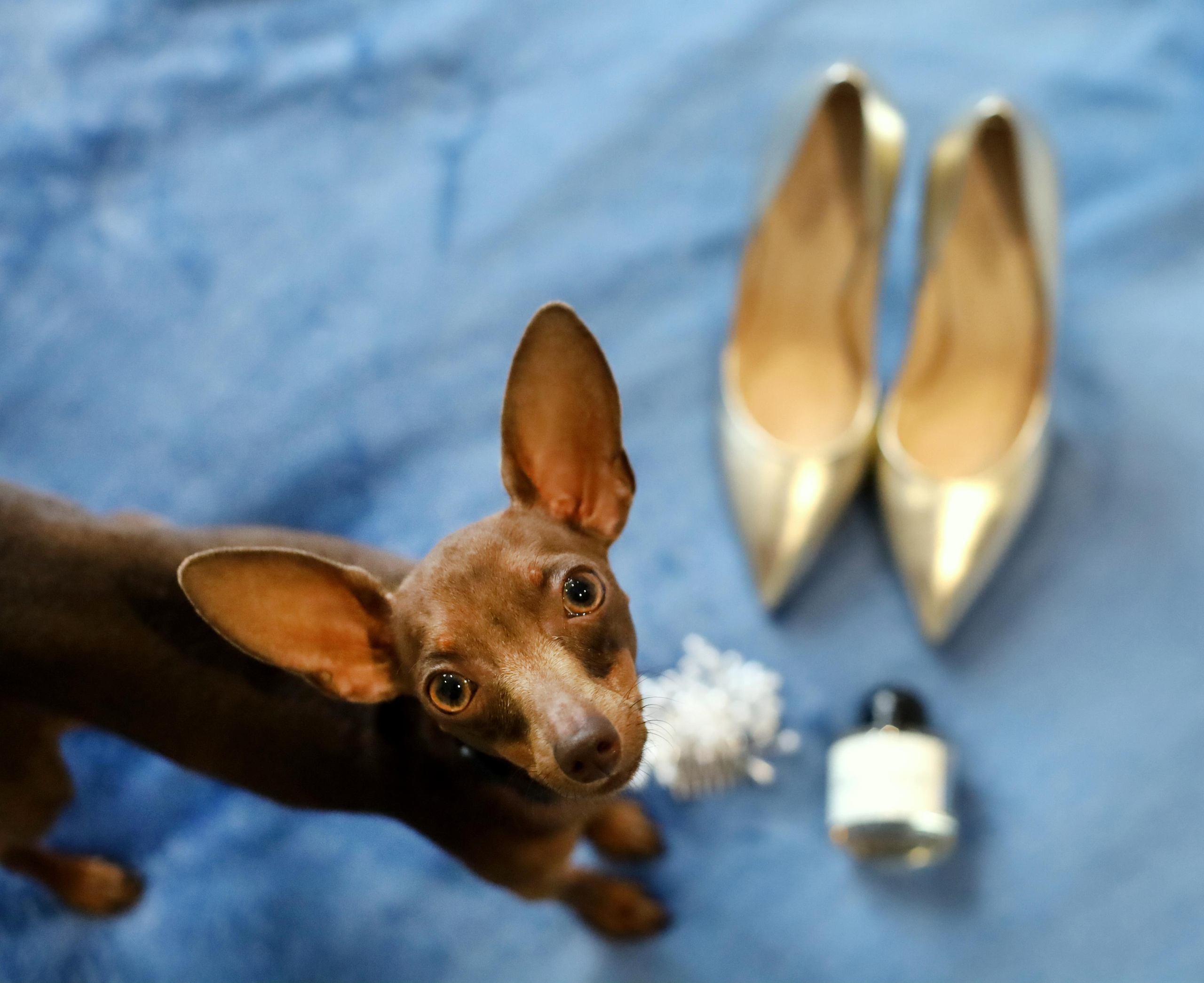 СВАДЬБА ВИКТОРИИ И МАКСИМА. Фотограф мероприятий Ирина Каширина