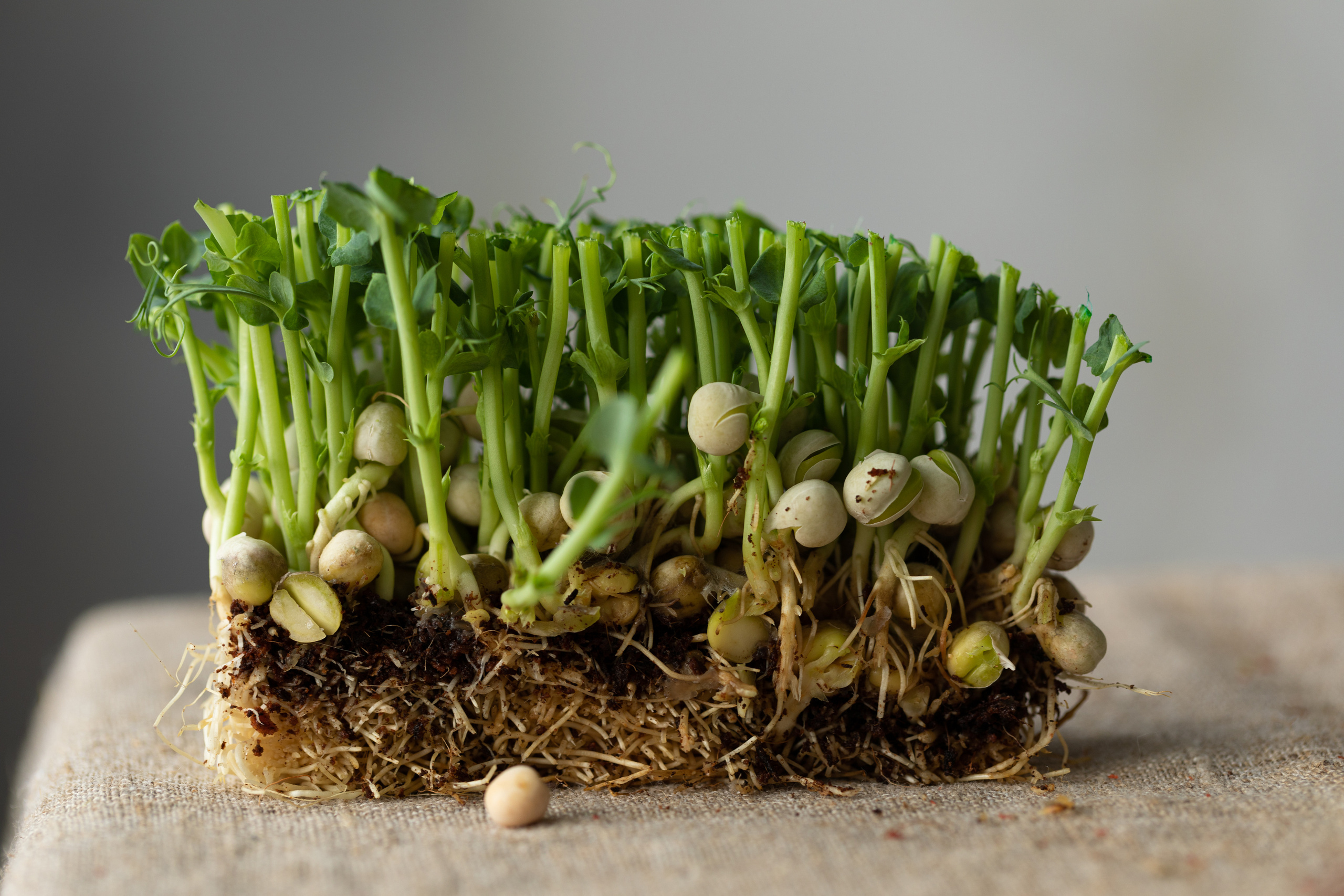 Салат. Food и предметный фотограф в Барнауле Ирина Супряженко