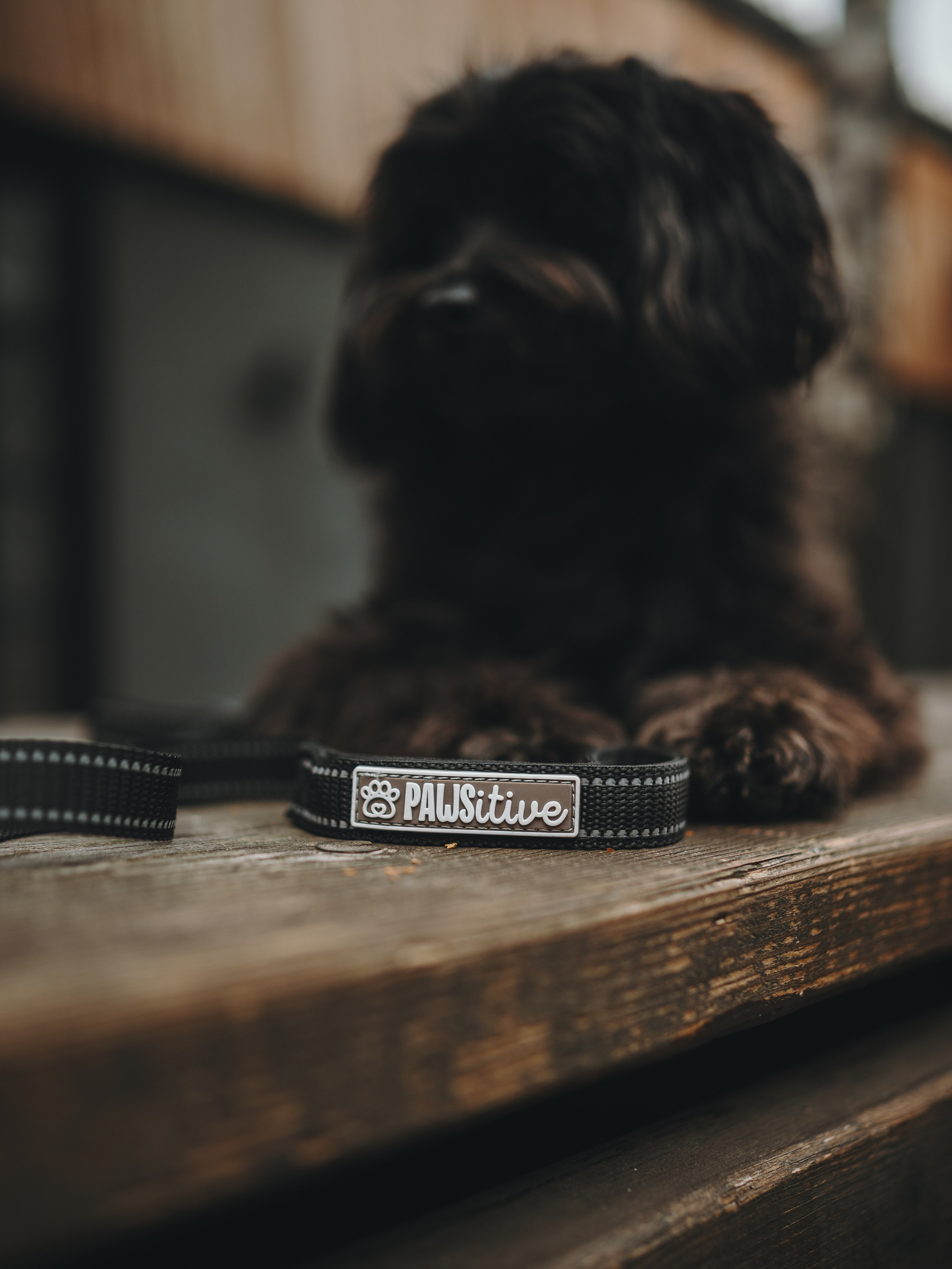 Pawsitive. Семейный фотограф анималист Ананьева Мария — Москва