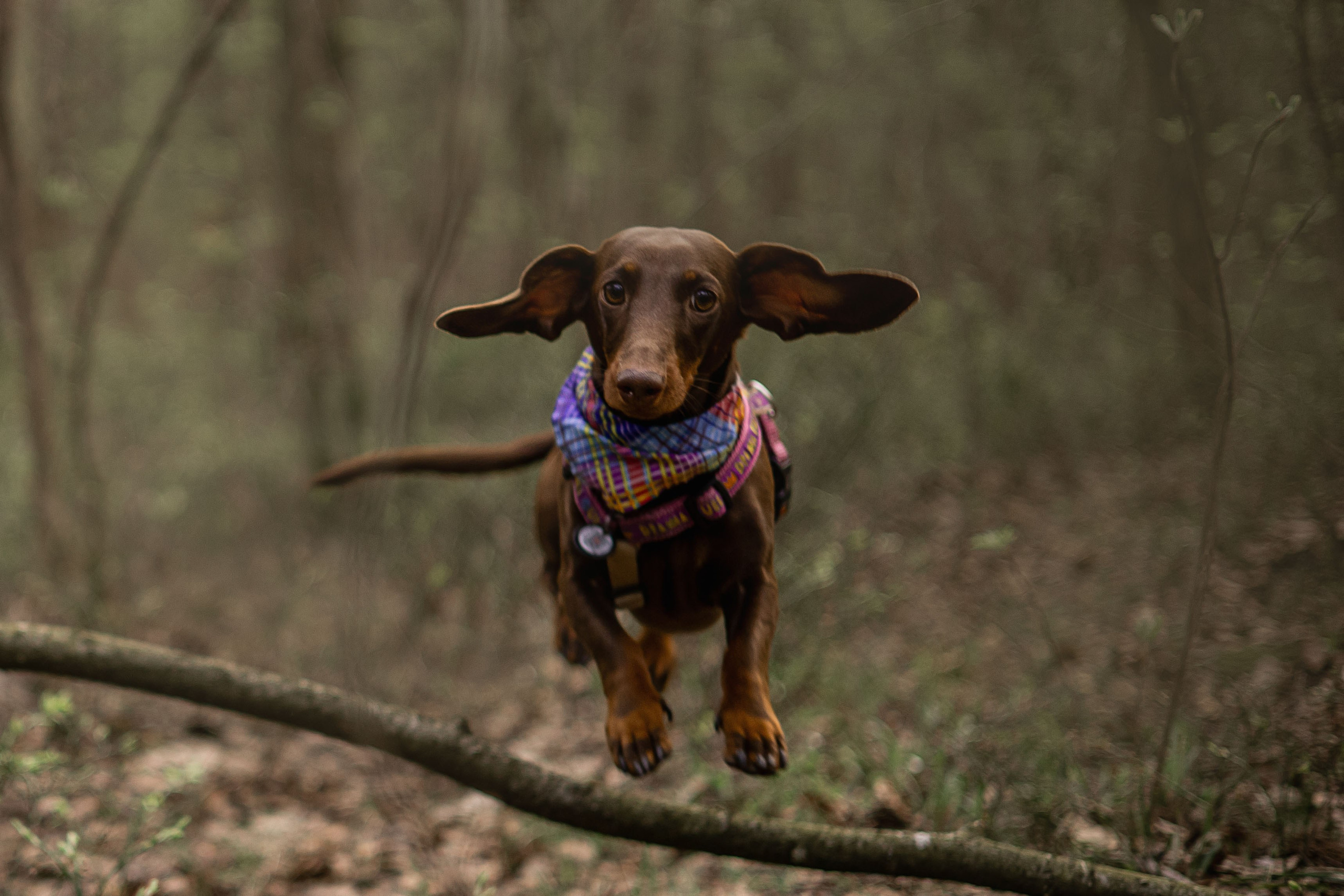 Наталья и Ялта. Фотограф животных Евгения Верцинская