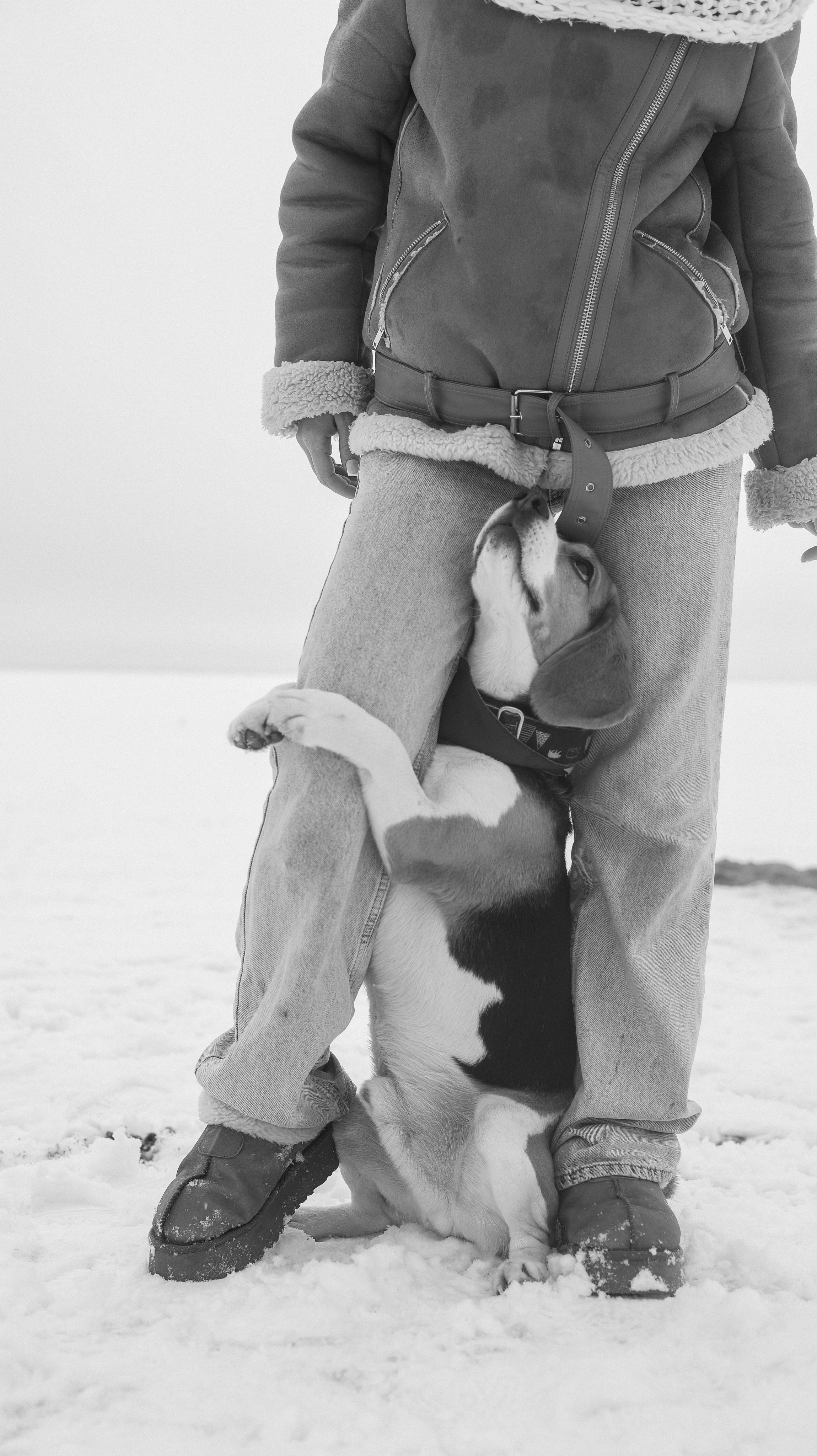 Татьяна, Чивас и Чопка. Фотограф животных Евгения Верцинская