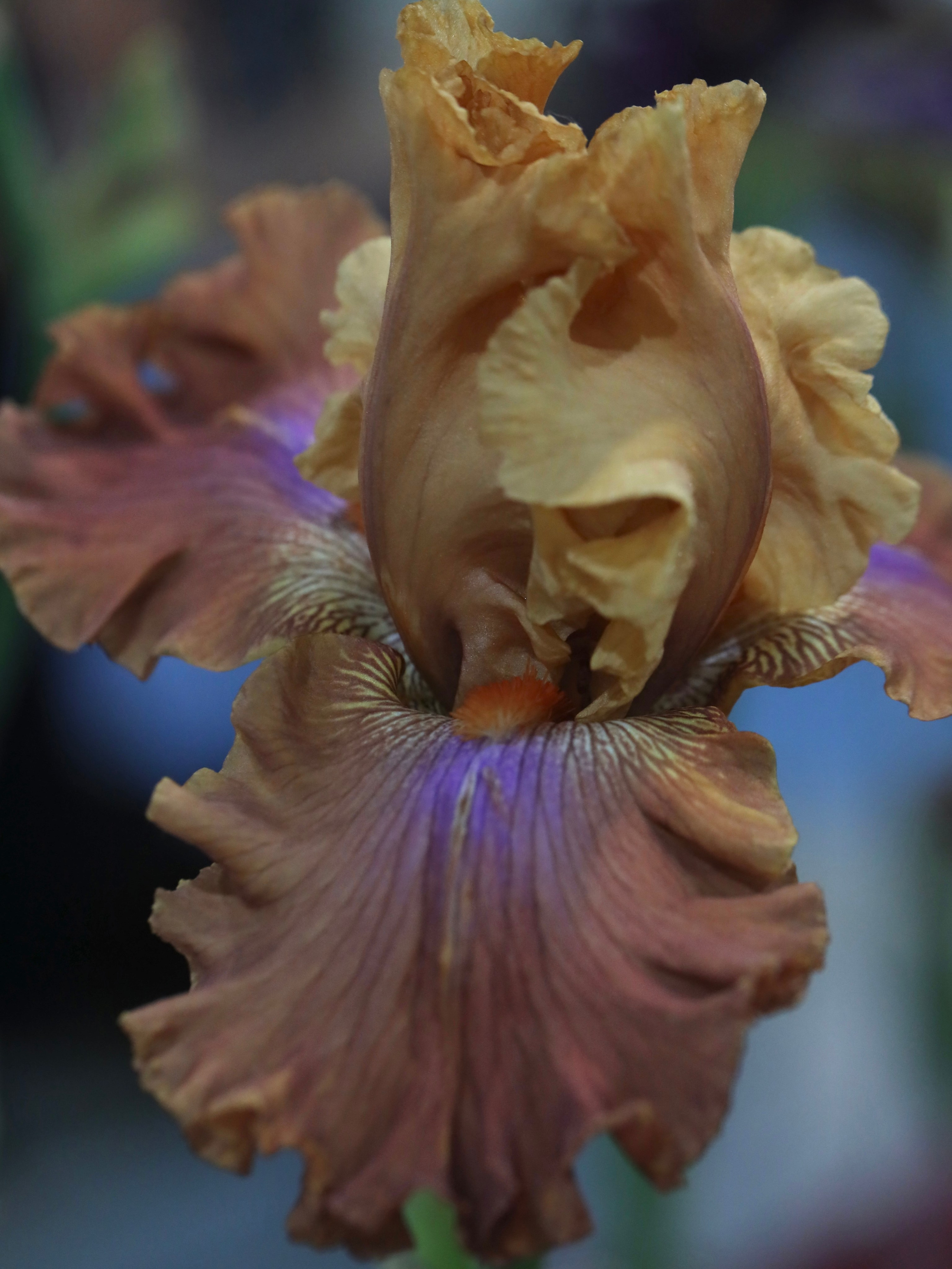 Фестиваль пионов и ирисов в Аптекарском огороде — июнь 2023. Фотосессии и репортаж — Фотограф в Москве — Рина Серёгина