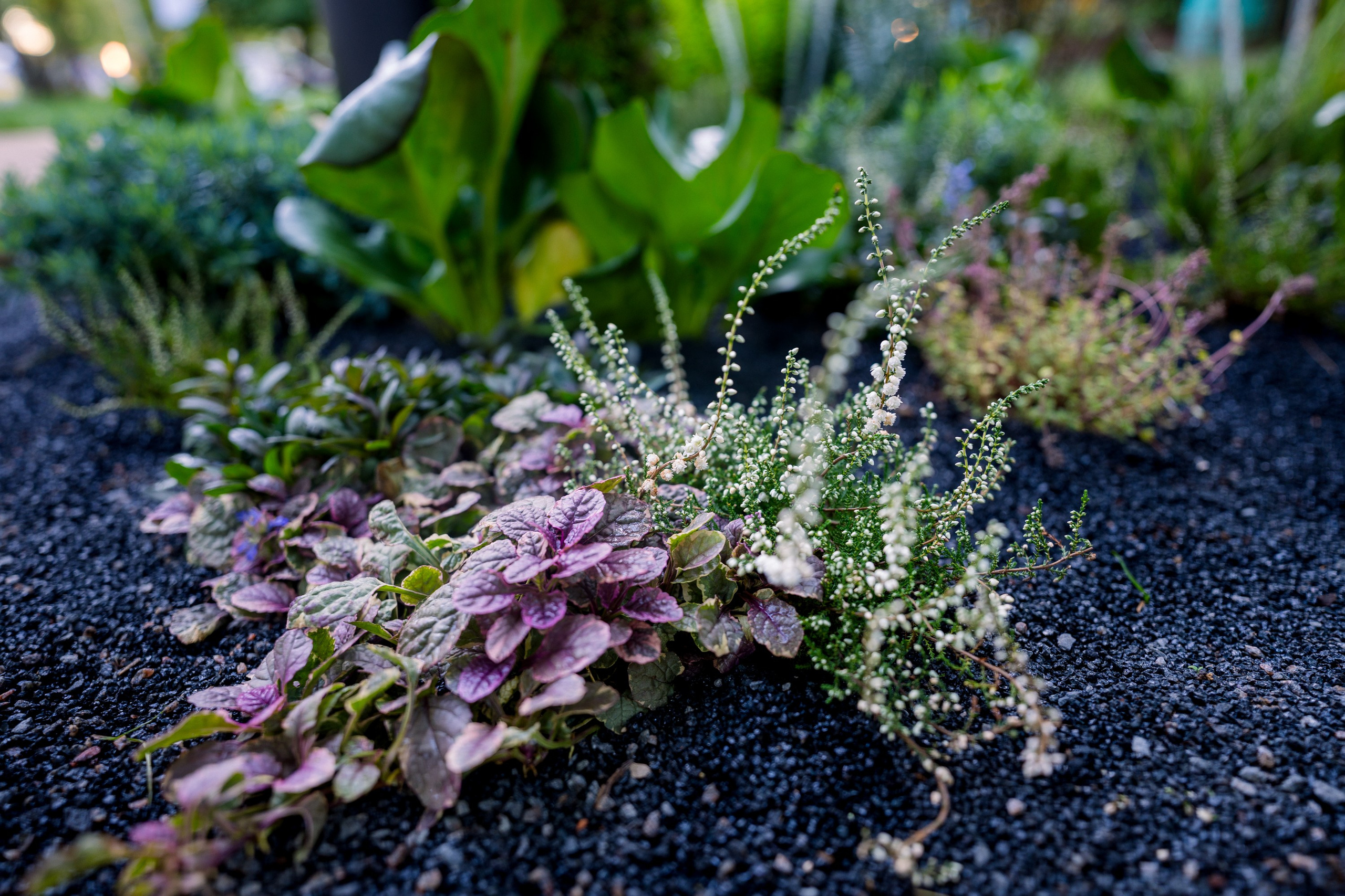 Сад Плеяд. Студия ландшафтного дизайна в Москве. Love My Garden