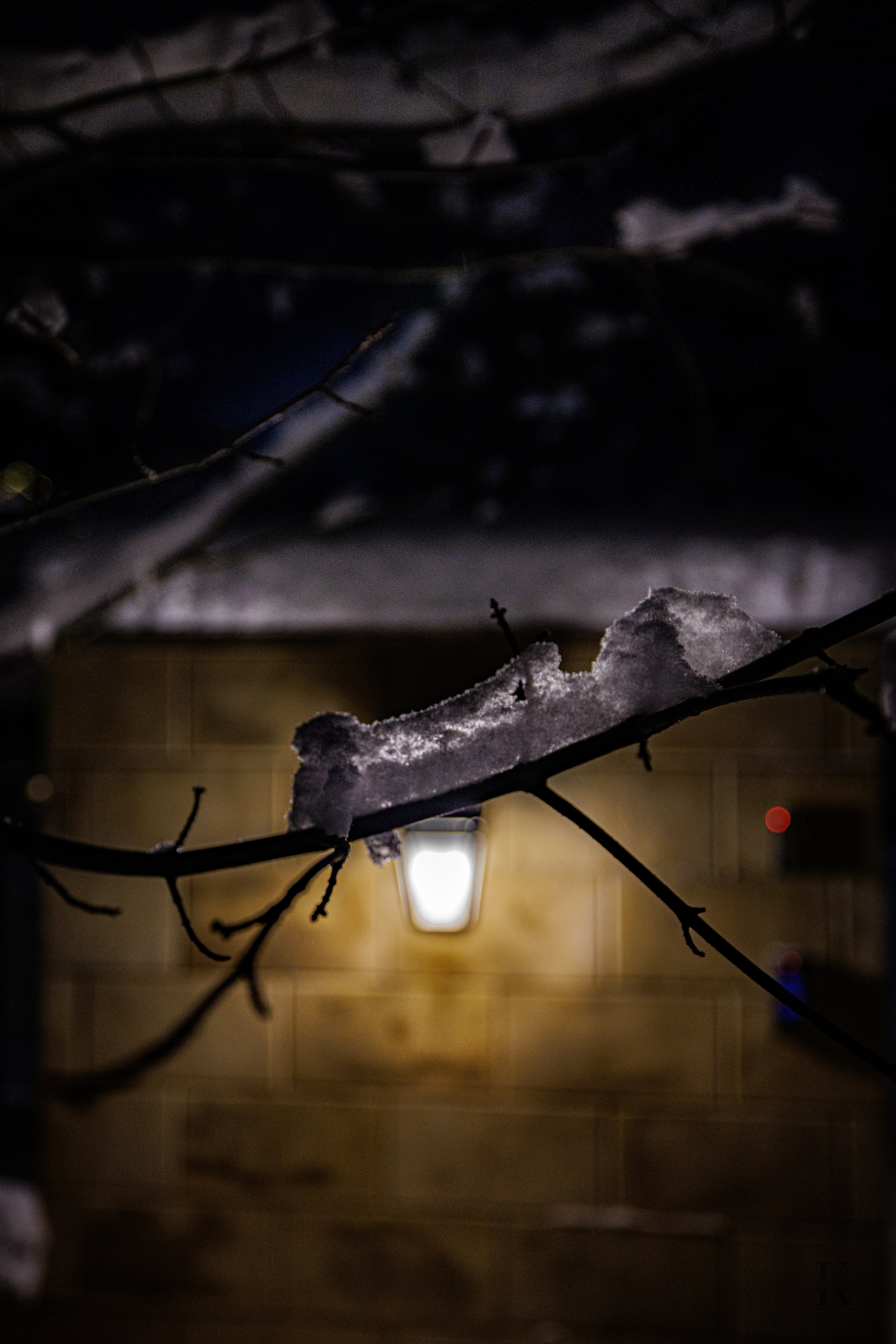 Природа 31 Декабря 2025 года. Клены. Фотографирую жизнь! Московский фотограф волонтер