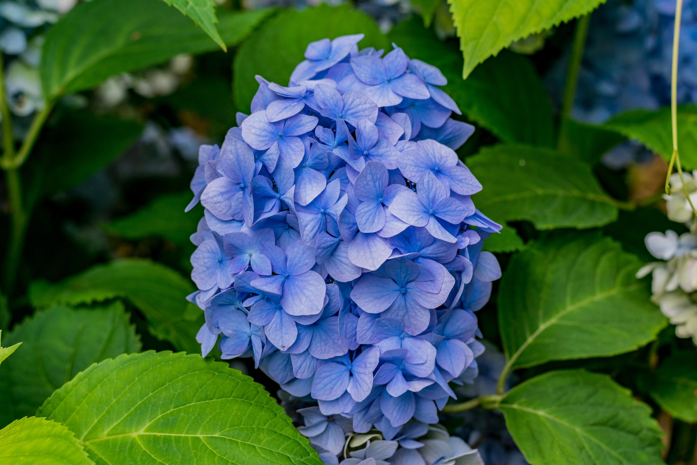 Антон Курдюмов фотограф в Хабаровске Рина Курдюмова фото27 foto27 Антон Дорофеев репортажный репортаж документалист Тони и Рина фотосоздатели Виноградники Хехцир 2024 Хабаровск виноград дикий фермер фермерство дачный сезон