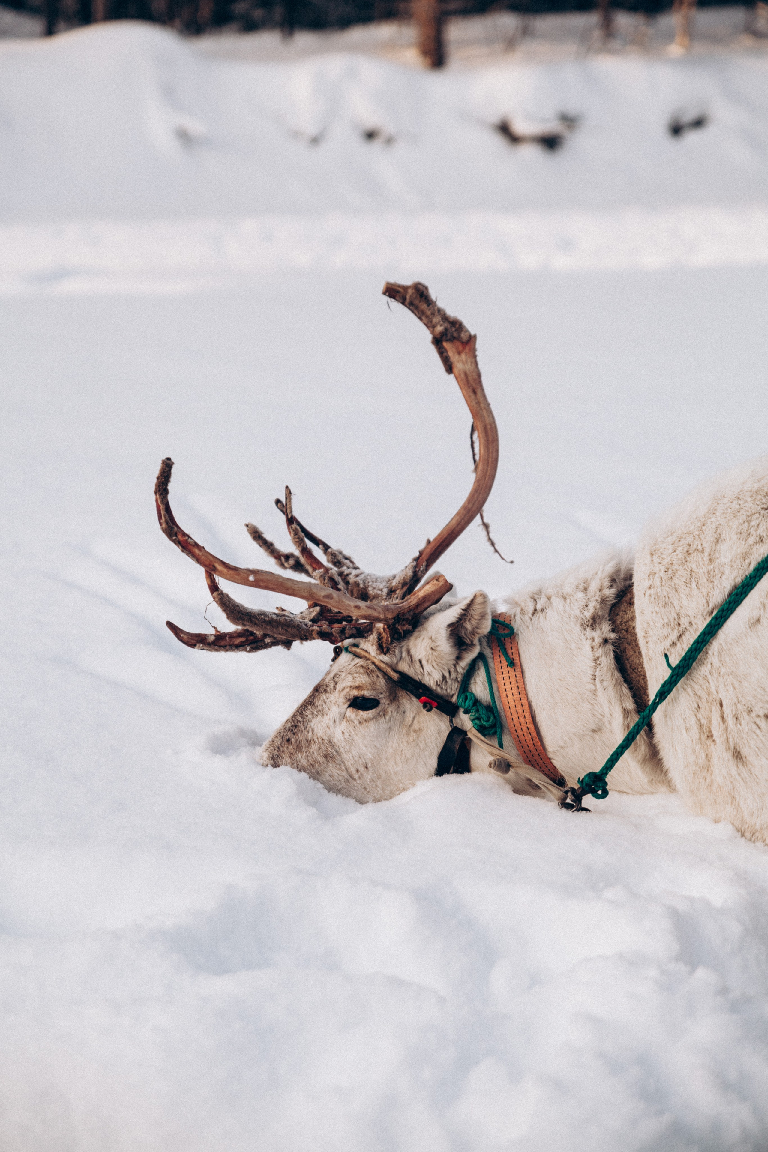 Териберка 2025. Репортажный и детский фотограф в Минске