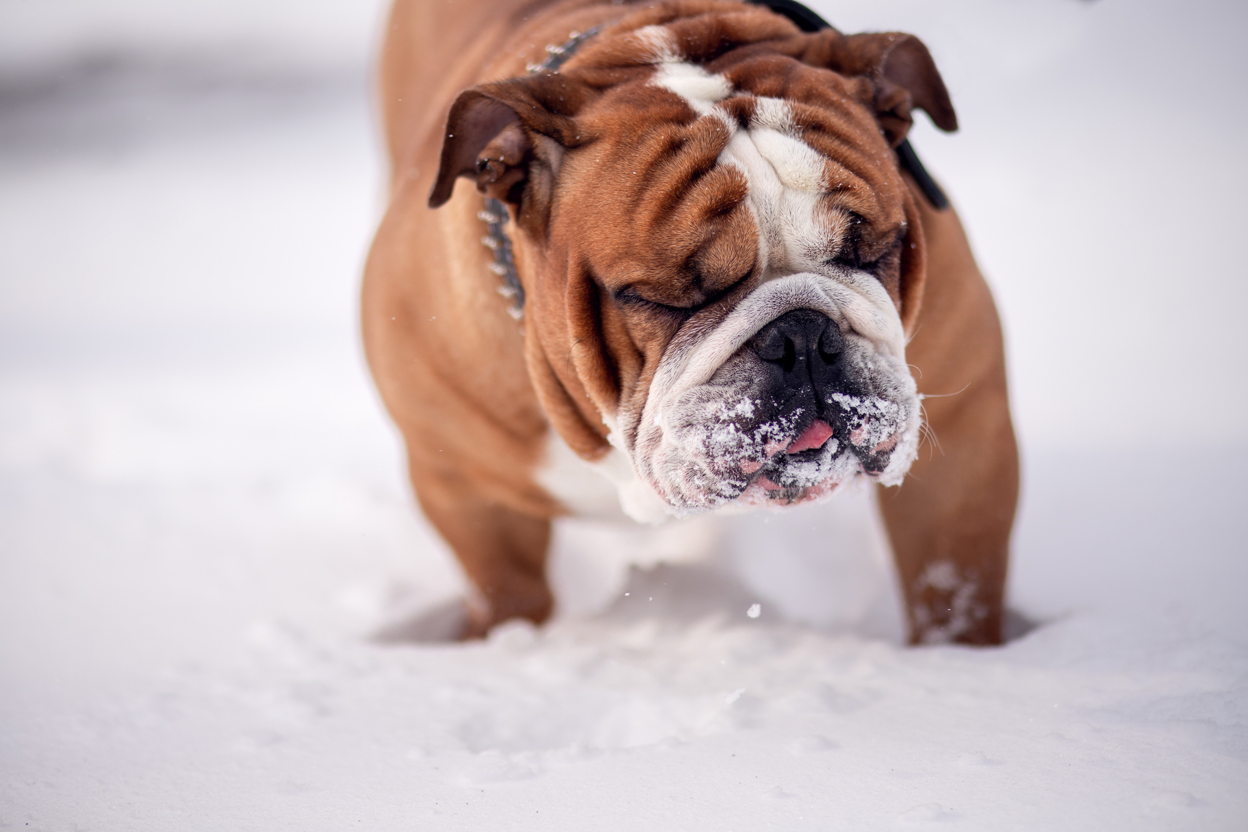 Мирра и Фокс. Семейный и детский фотограф в Краснодаре Катя Гор