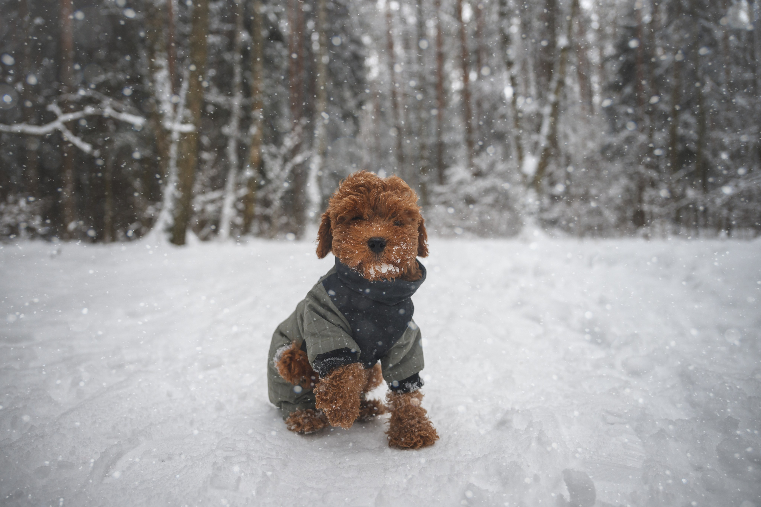 Щенок пуделя. Фотограф Анималист в Москве Анастасия Жучкова