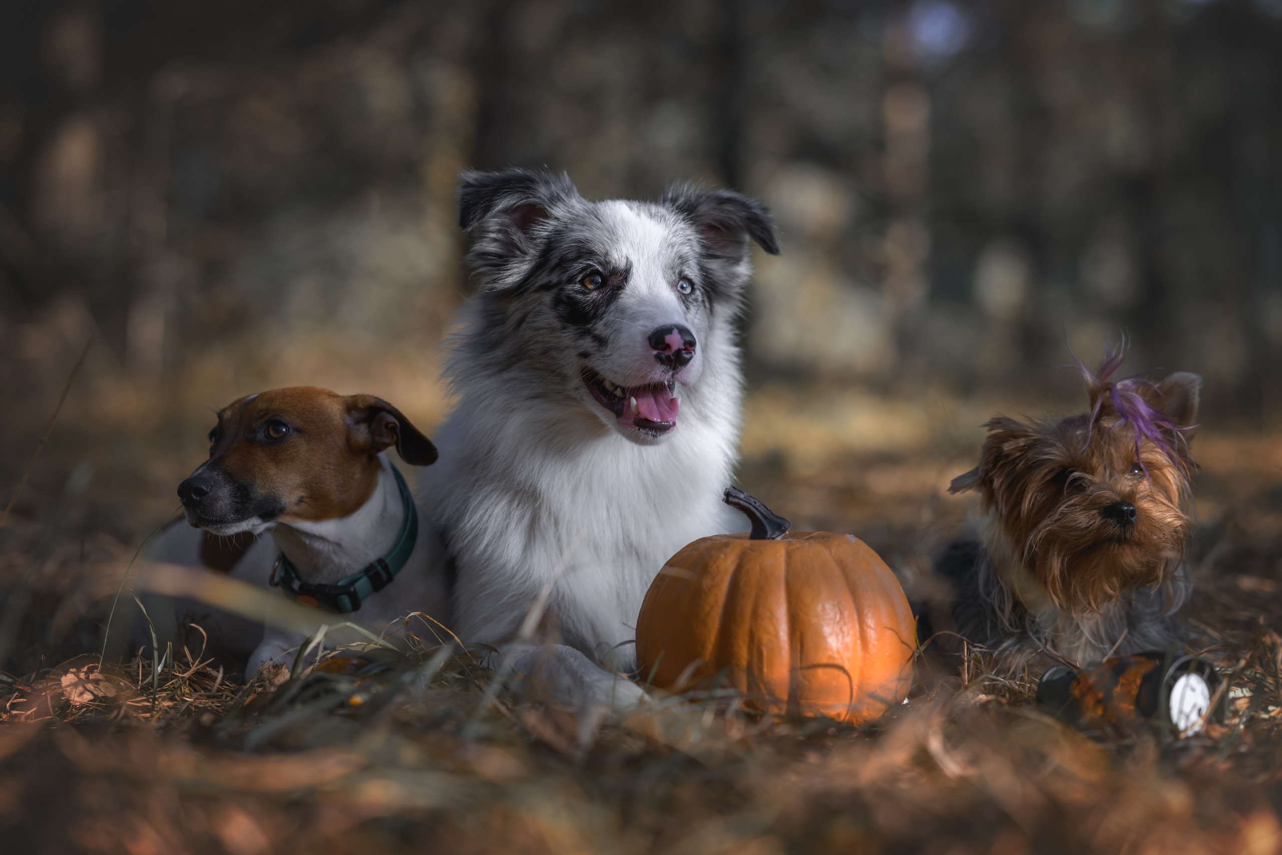 Хэллоуин. Фотограф Анималист в Москве Анастасия Жучкова