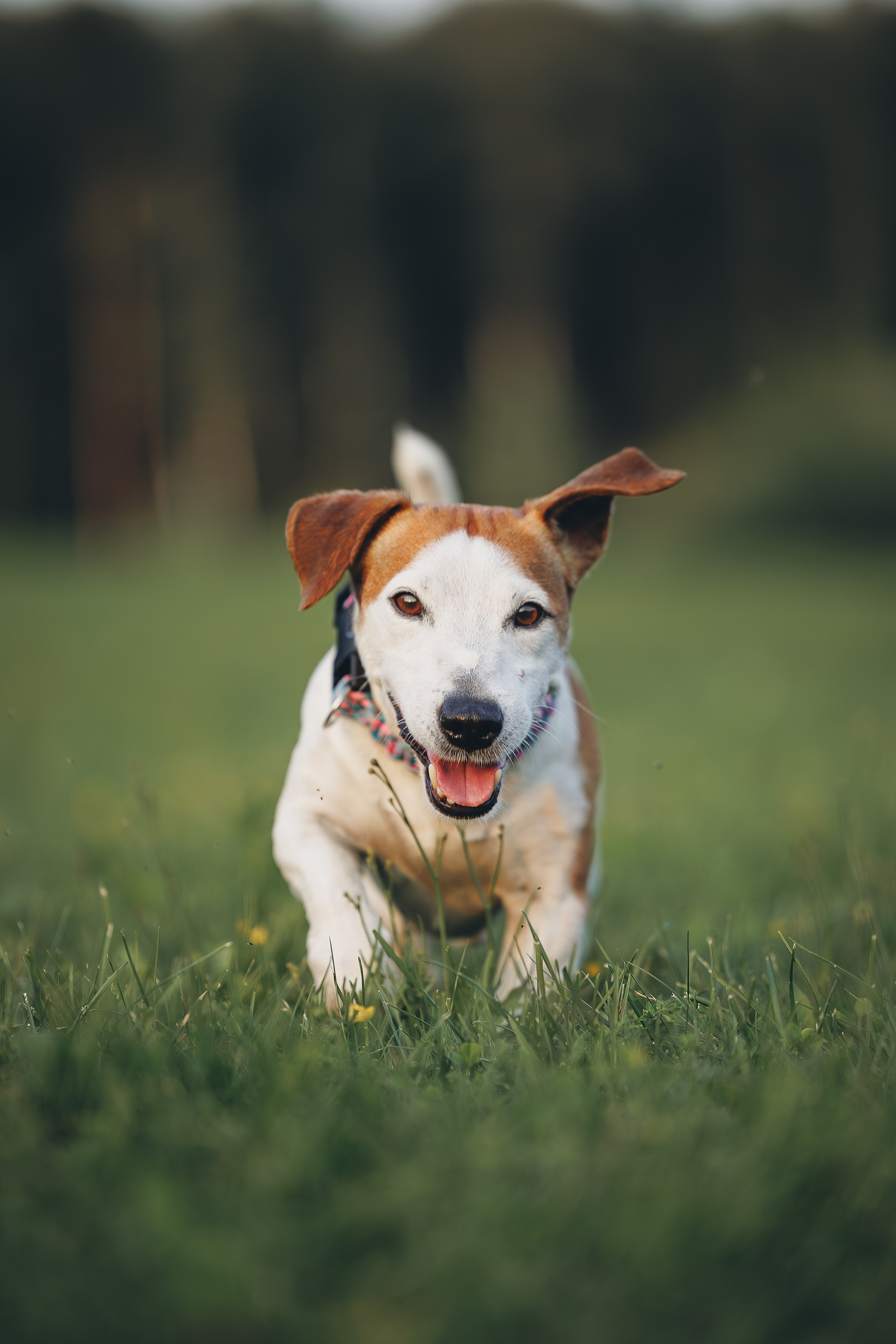 Юлиана и Риф (в обработке). Фотограф Анималист в Москве Анастасия Жучкова