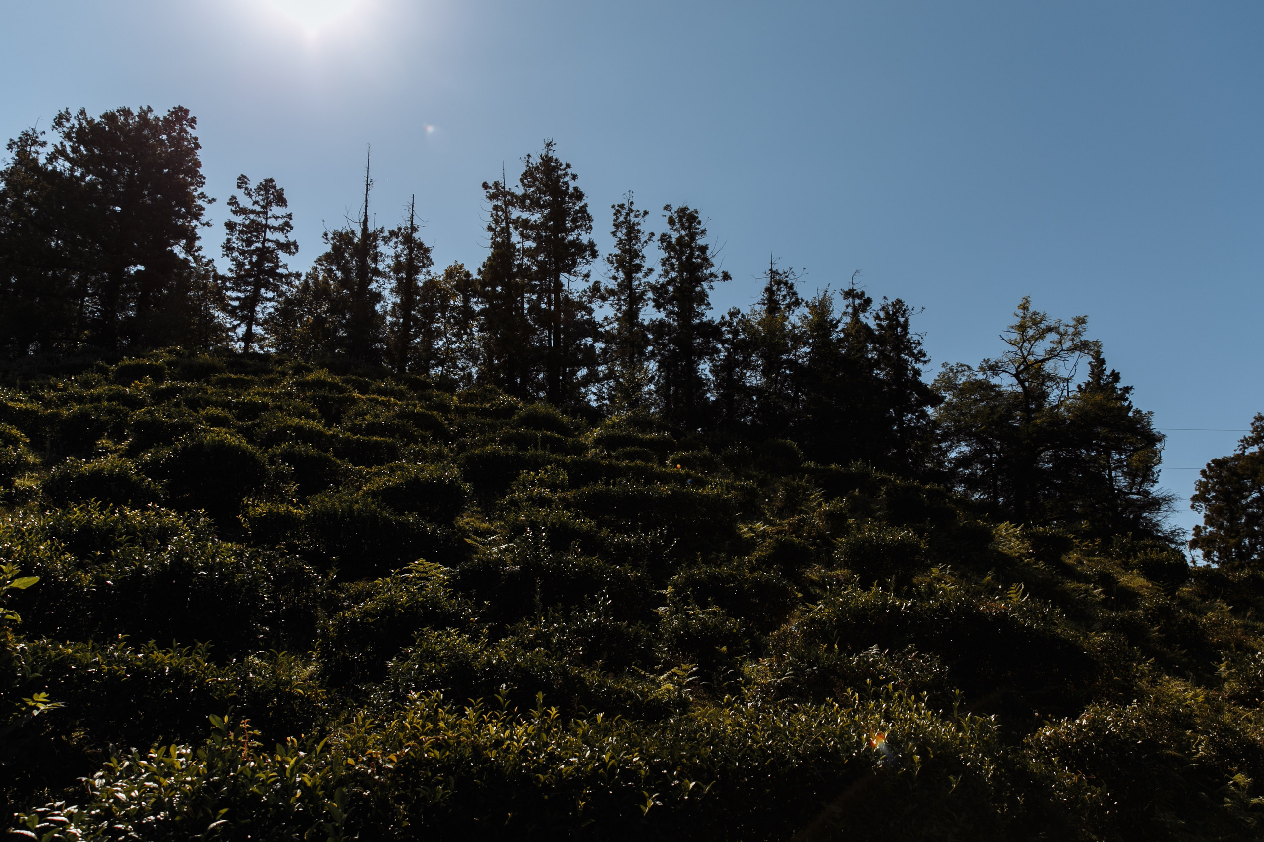 Никита и Тамара. Свадебный фотограф Сочи Елена Казакова