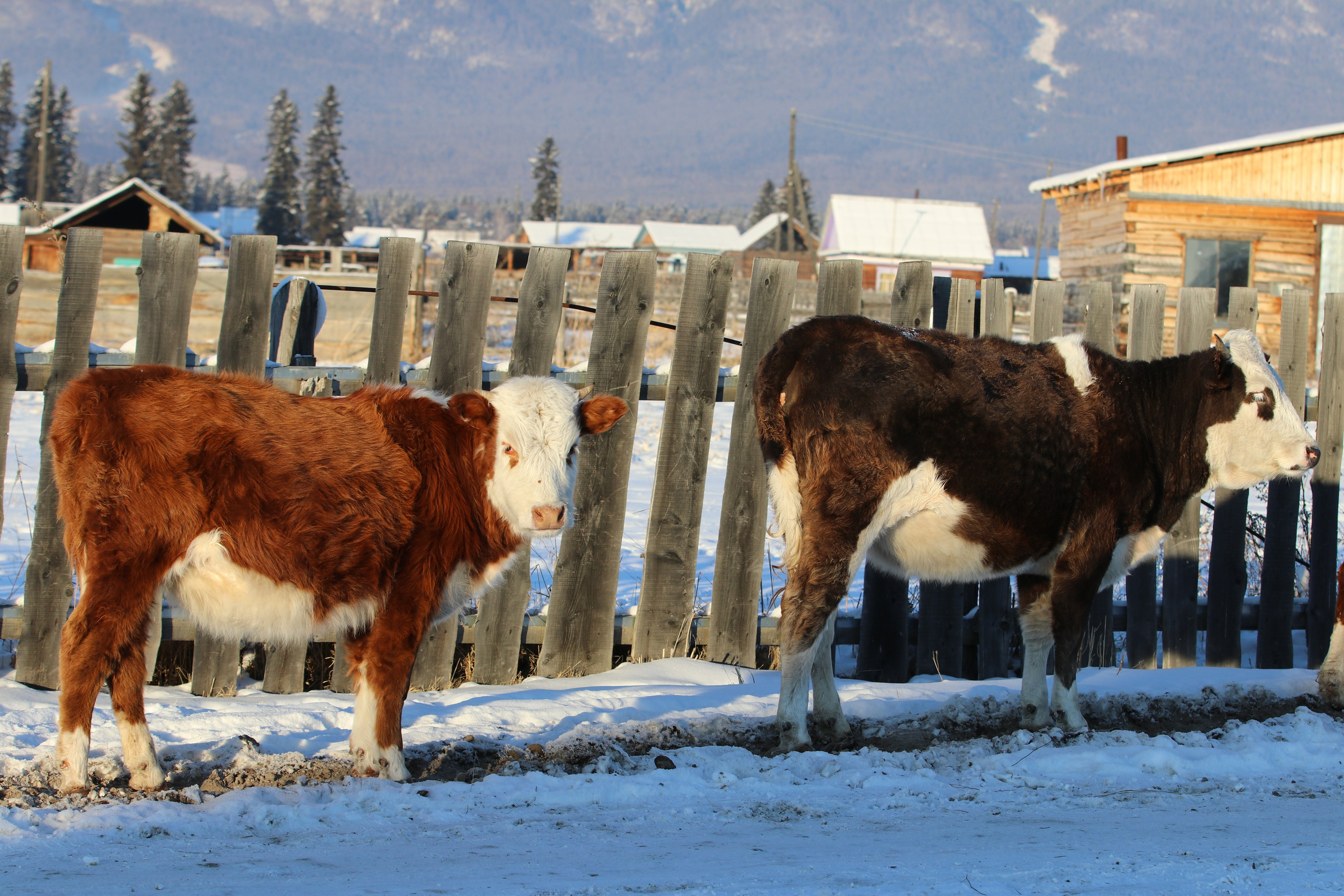 Аршан. Январь 2022. Путешественник-фотограф из Санкт-Петербурга Татьяна Свистулина