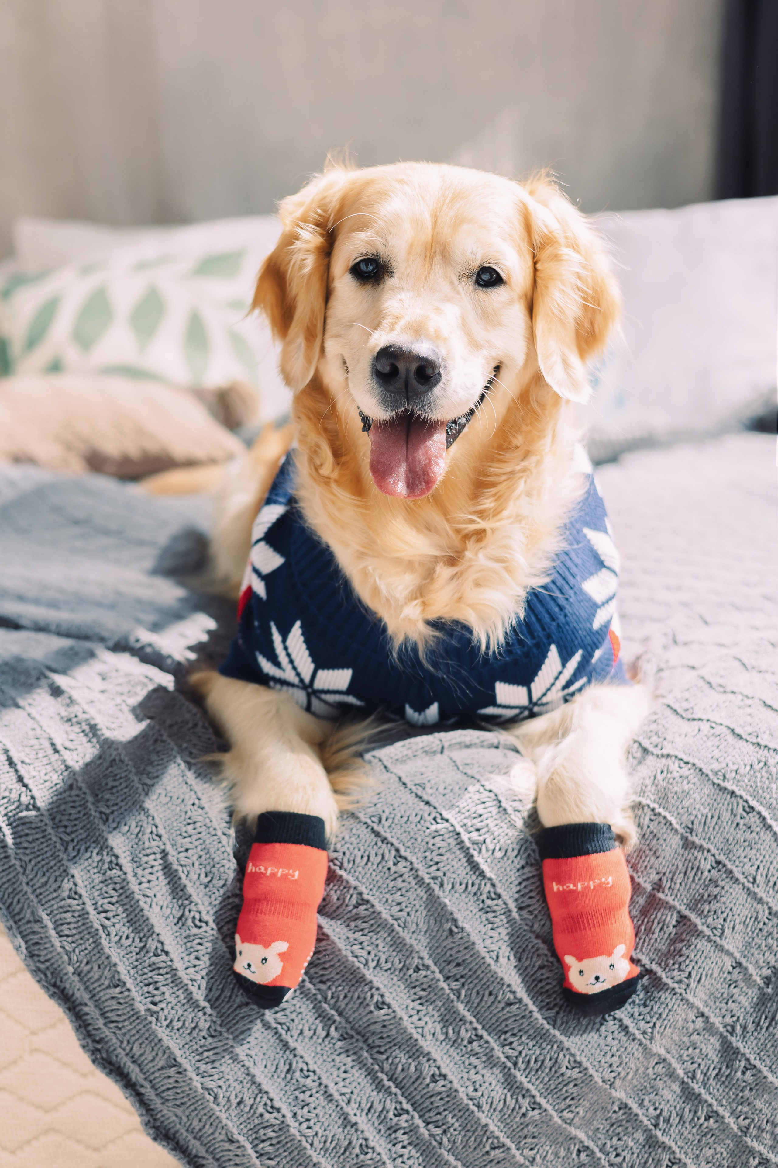 Магазин Friend of mine. Фотограф-анималист Елена Радченко, Москва