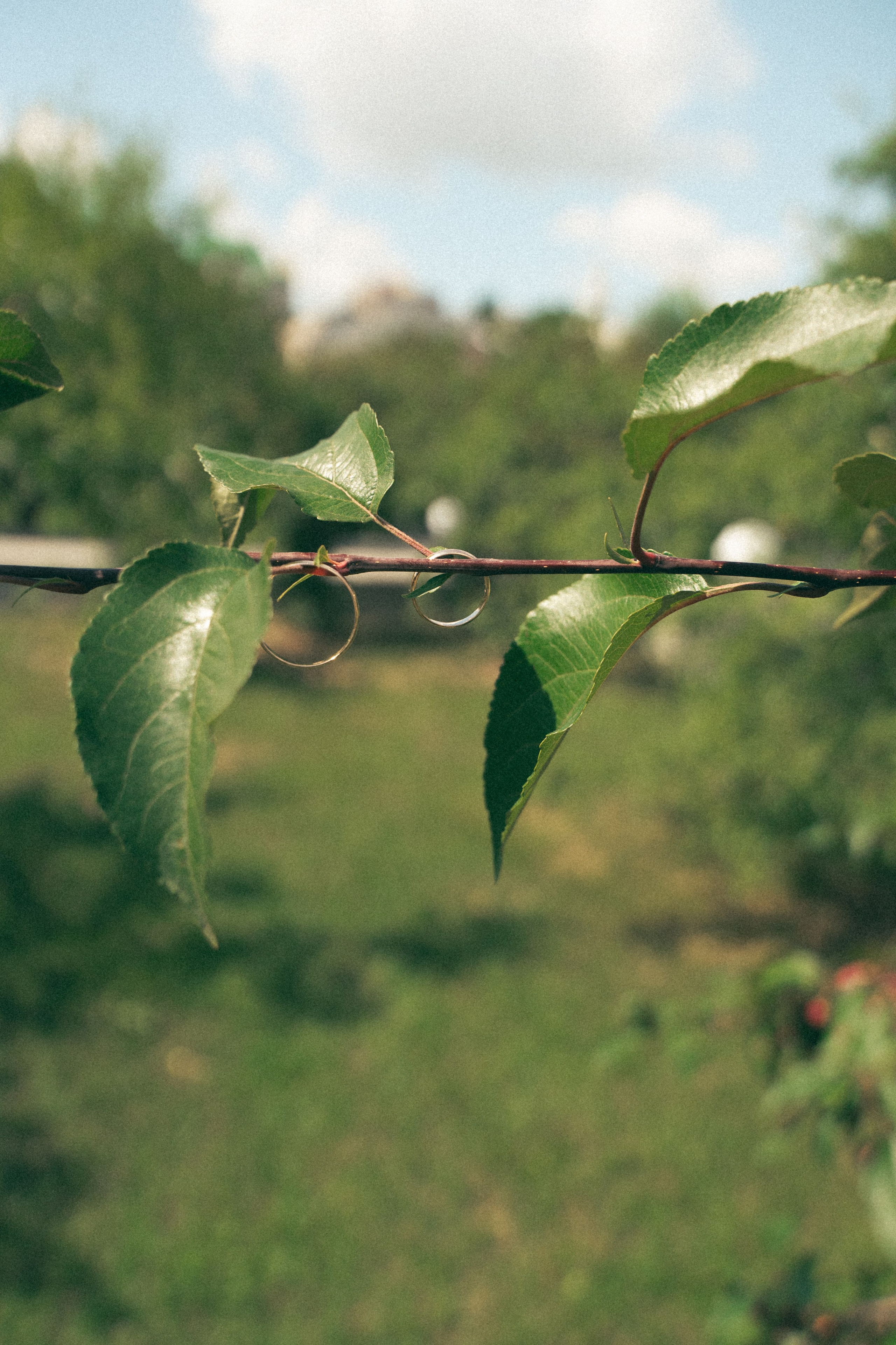 Сад. Фотограф Мария Зайчик