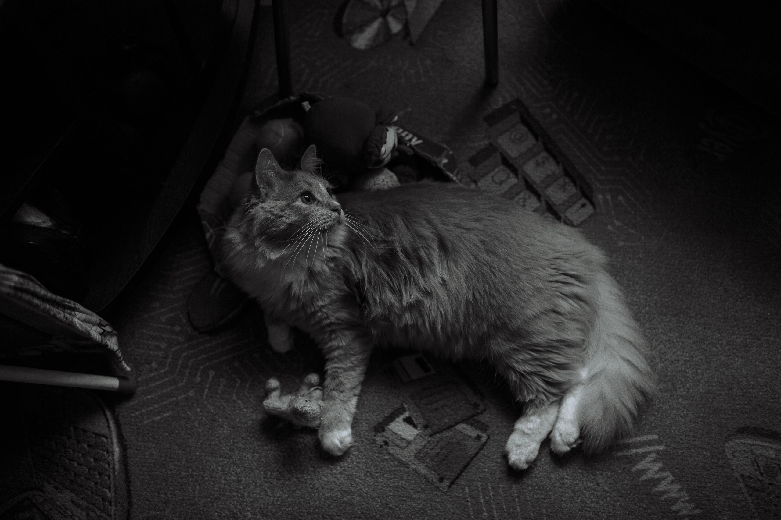 Екатерина и Дмитрий. Свадебный и семейный Фотограф в Сириусе и Адлере — Расторгуев Алексей