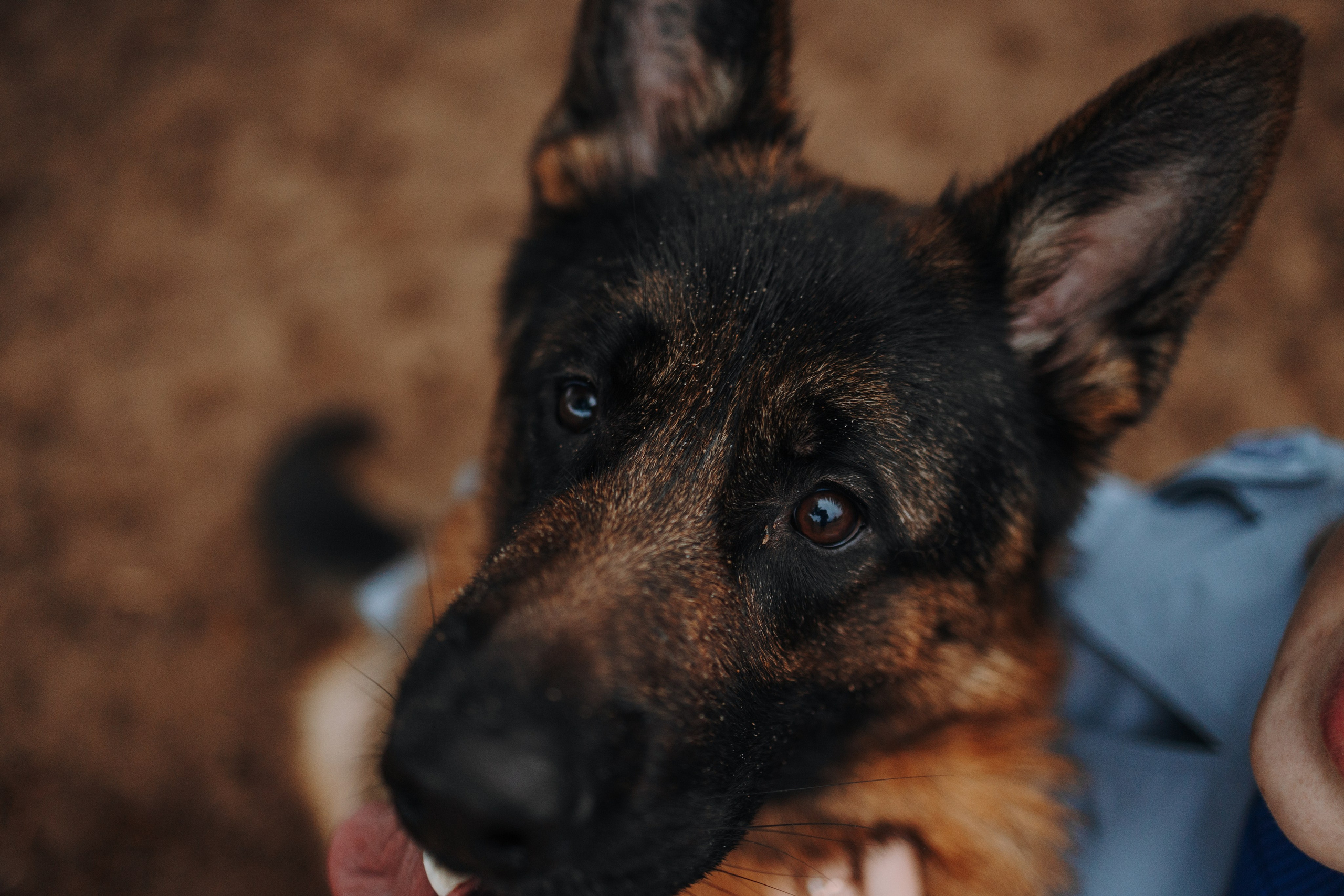 Катя и Агат. Фотограф — Анималист | Санкт-Петербург