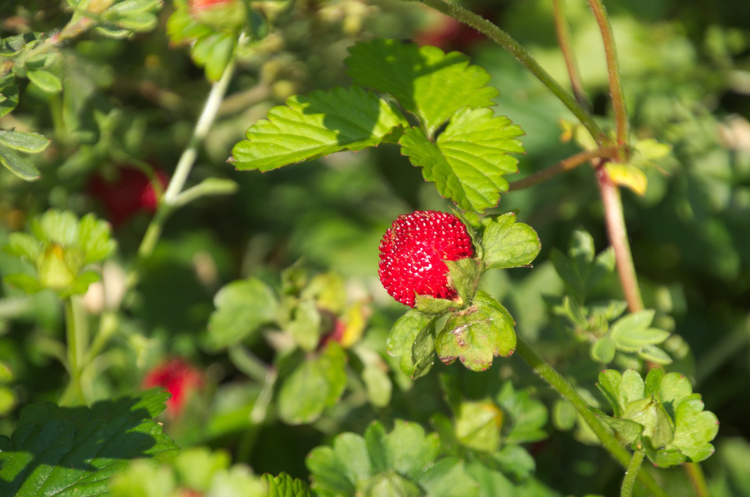 Константиново | 16.07.2017. Галерея Фантим