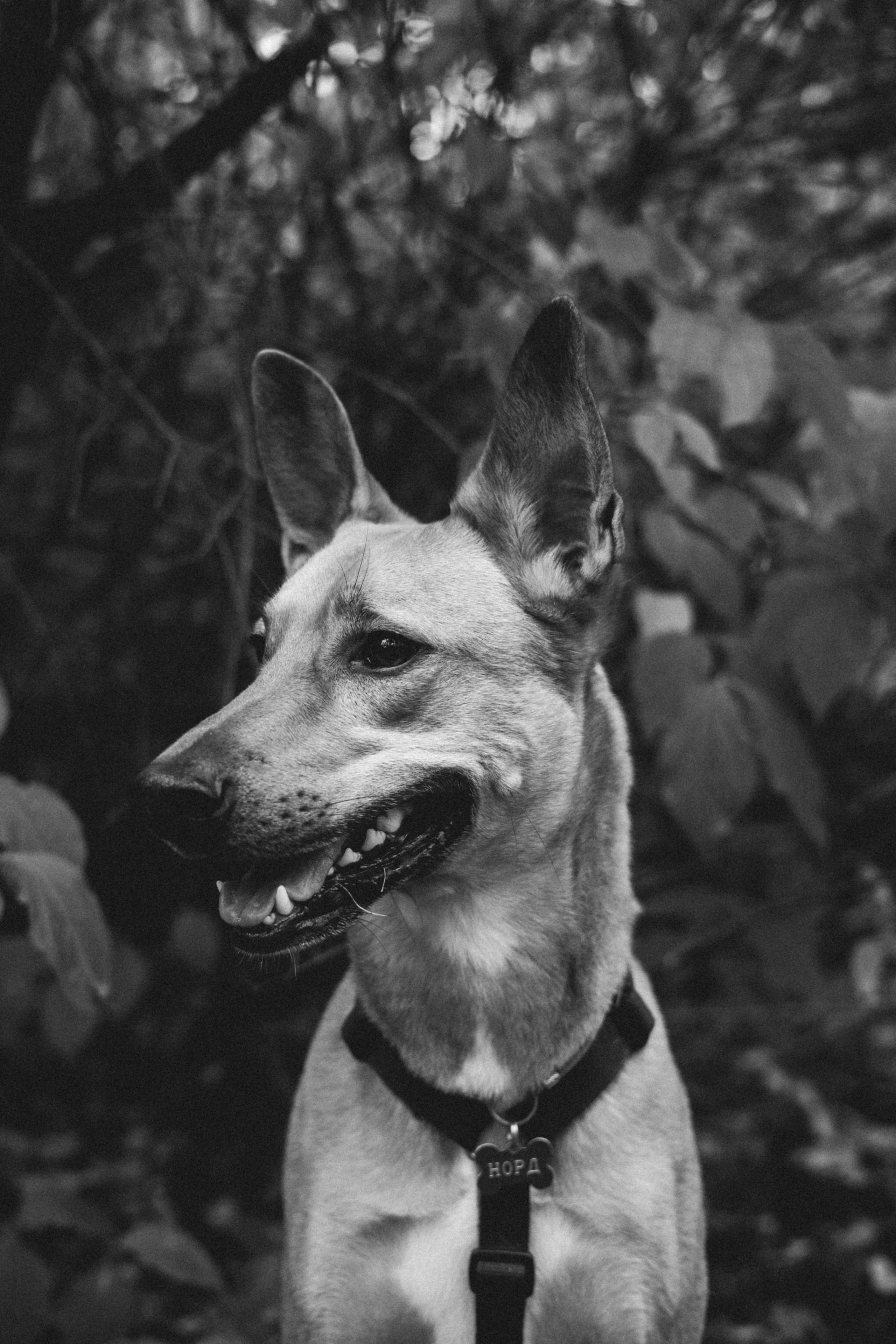 Нелли, Лёша, Рэй и Норд. Фотограф Анна Луценко Москва