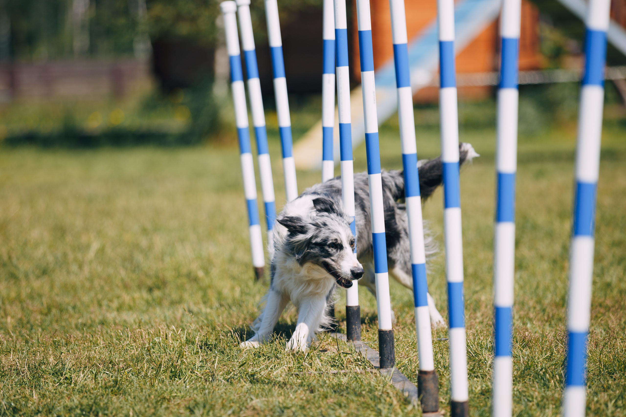 Кинологический лагерь в Горыныче. Фотограф анималист Кристина Карпова, Москва