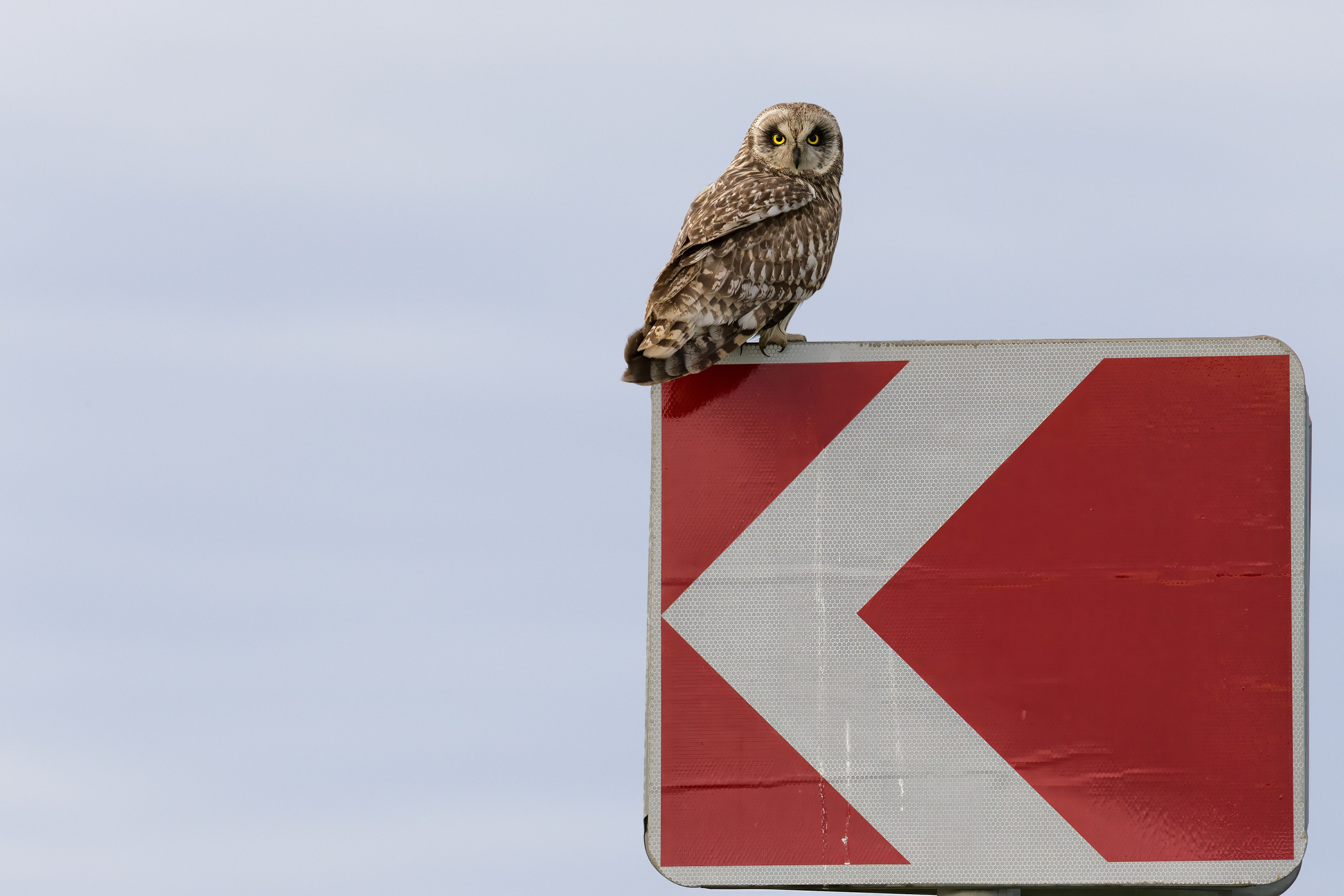 Болотная сова. Photomantis