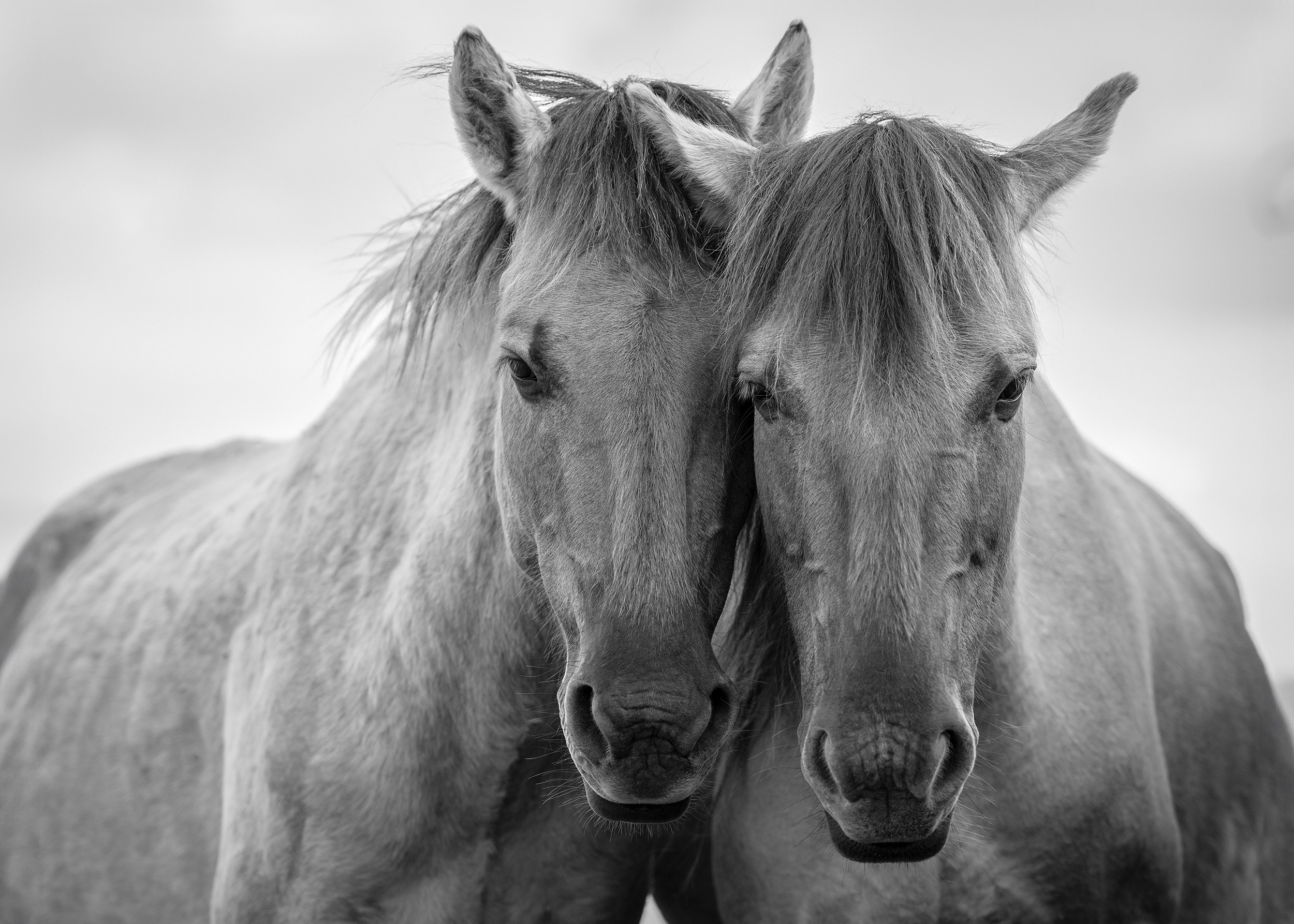 Лана Петрова, фотограф