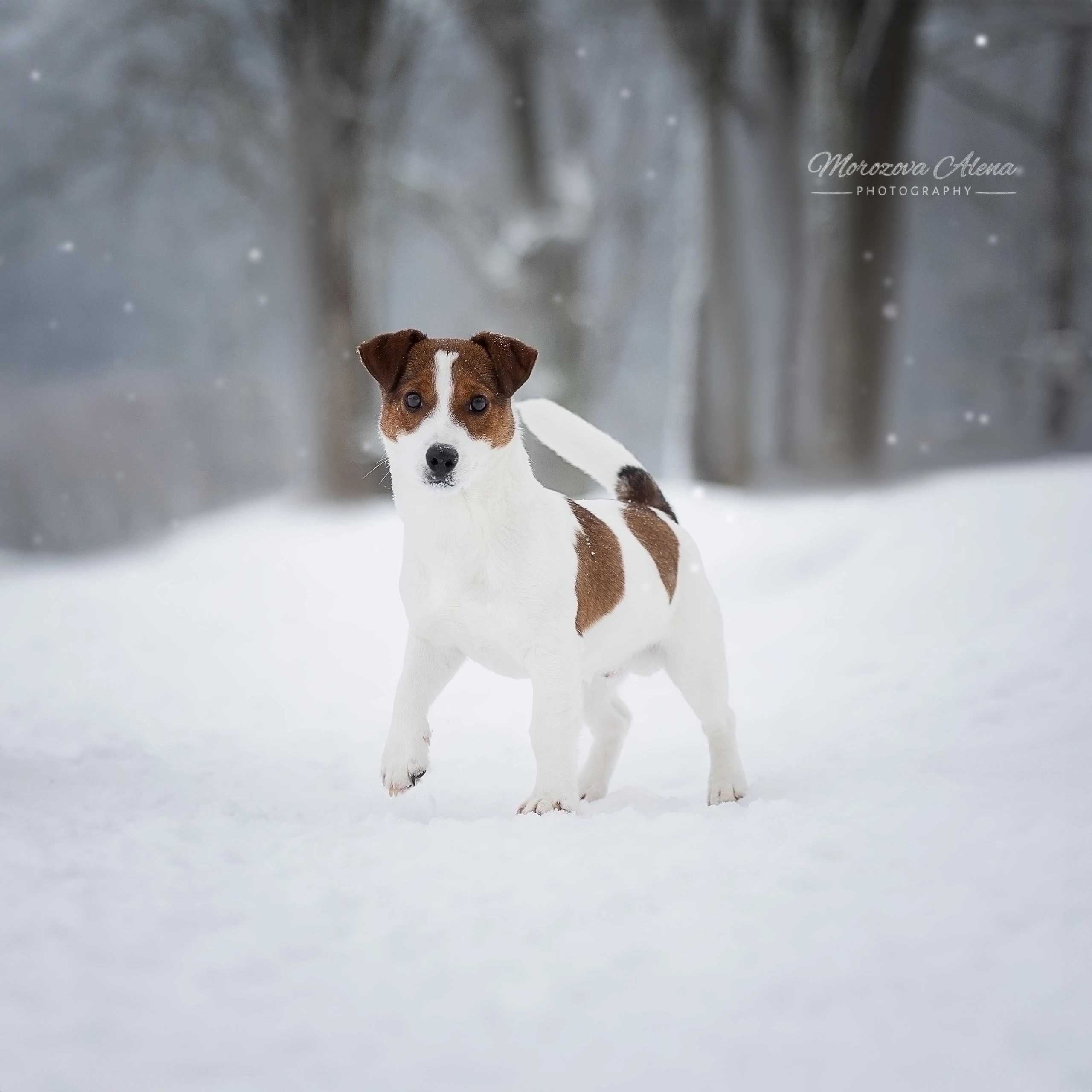 Adrenalin Flesh Royal. Джек Рассел терьер. Санкт-Петербург. Щенки Джек Рассел терьера